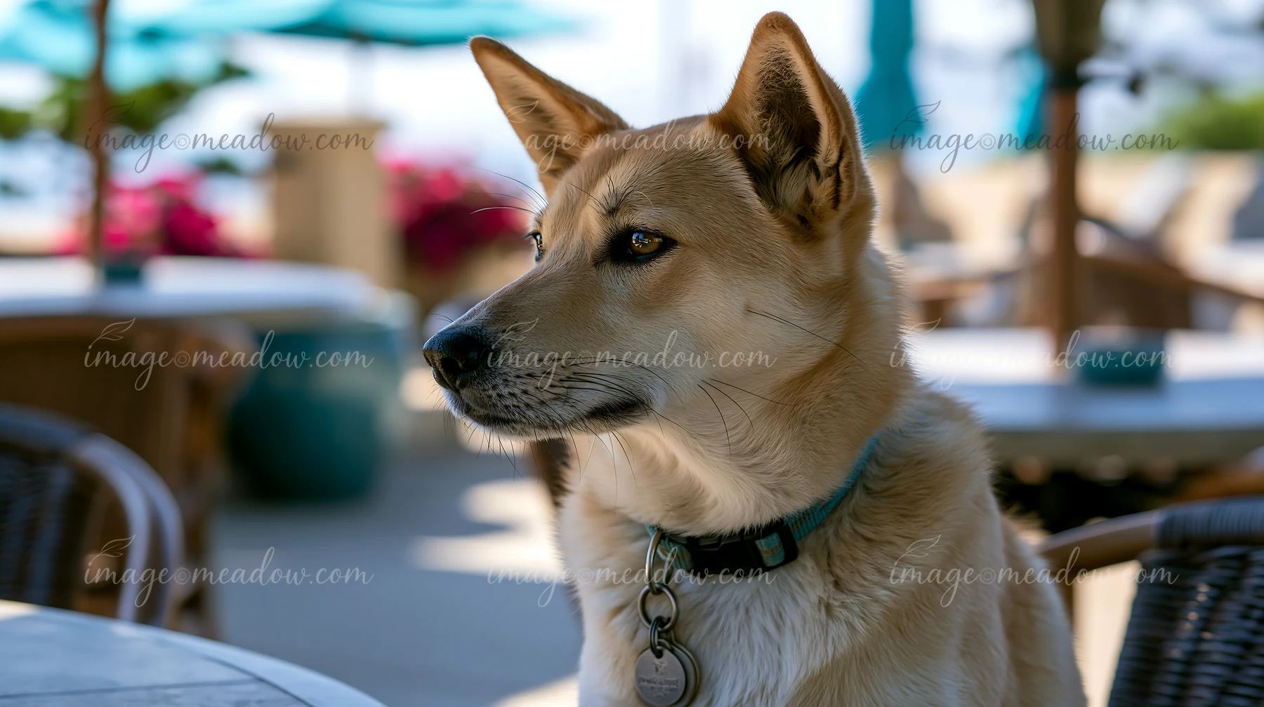 Pointed-ear dog wearing a collar sits in profile at an outdoor café with tables and umbrellas behind it.
