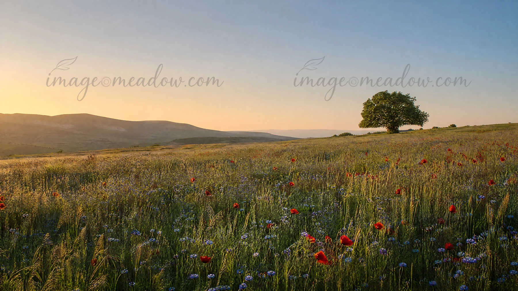 A field filled with red poppies and blue flax flowers stretches across the landscape. A solitary tree stands in the distance as the sun sets behind the hills. T