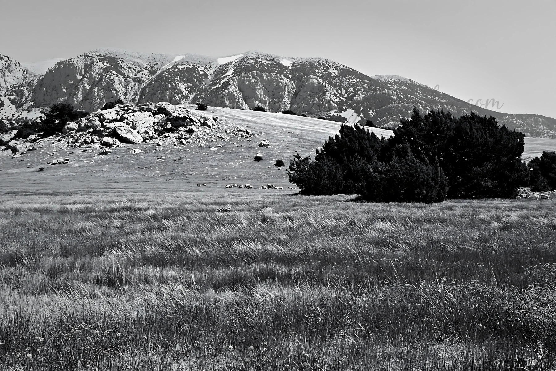 A view of a poppy flax meadow with tall grasses and a cluster of trees. In the distance, mountains are visible under a clear sky. The scene captures a natural l