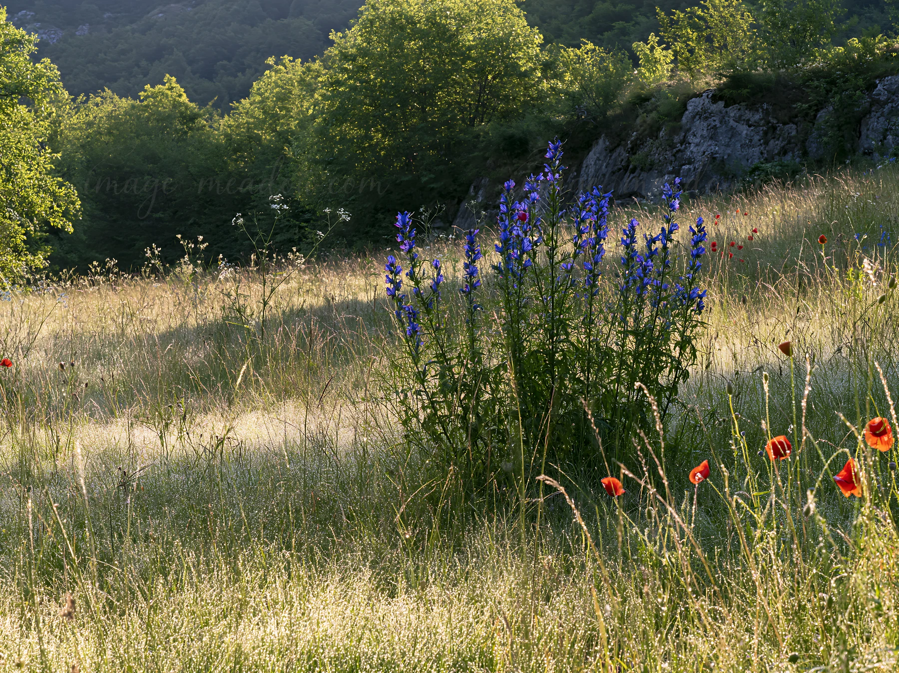 Poppy and larkspur flowers bloom in a meadow. The scene shows green grass and trees in the background under a clear sky. This setting captures the essence of na