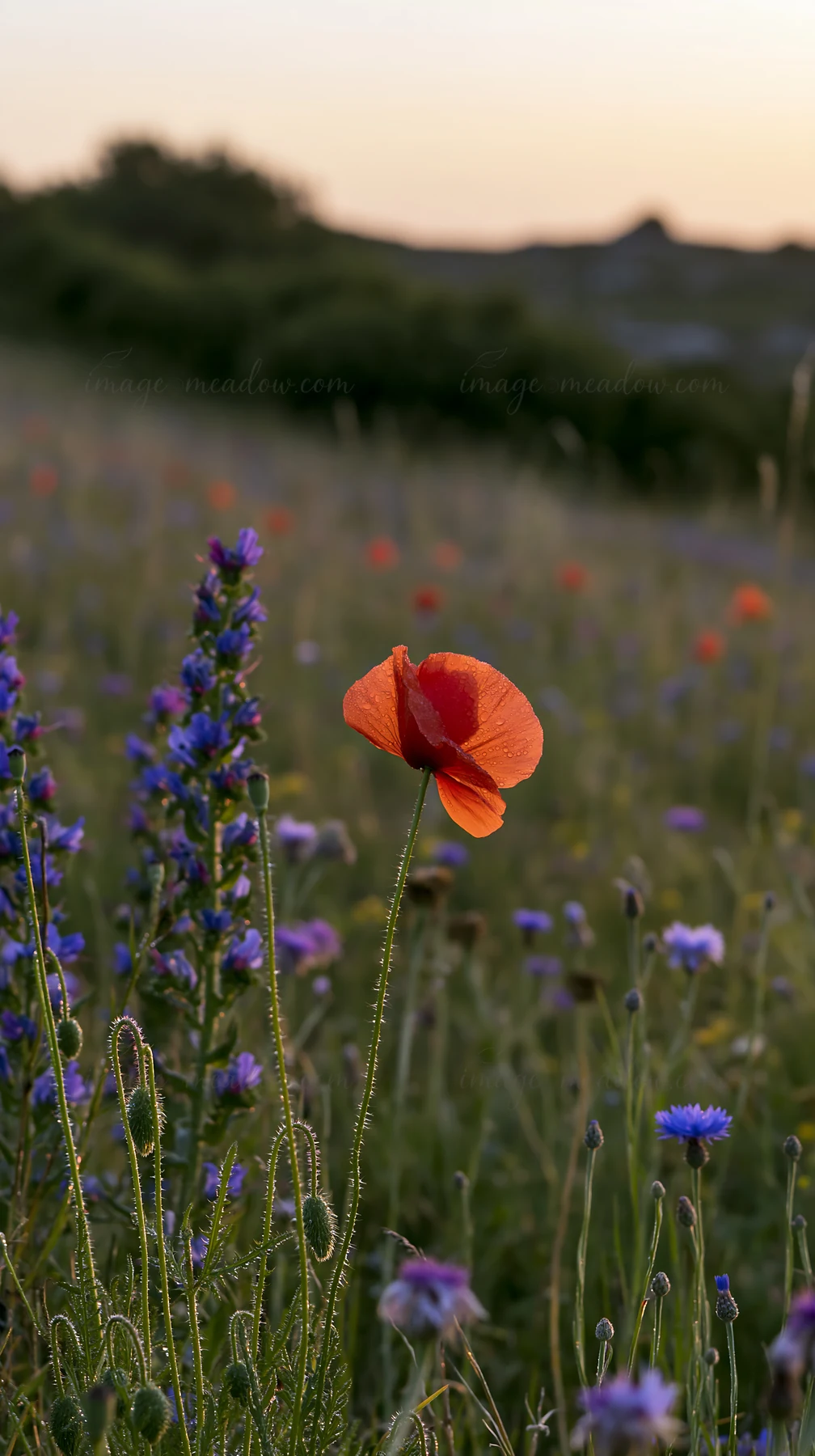 A meadow filled with poppy and larkspur flowers stands under a setting sun. The bright red poppy contrasts with the blue larkspur and other wildflowers. The sce