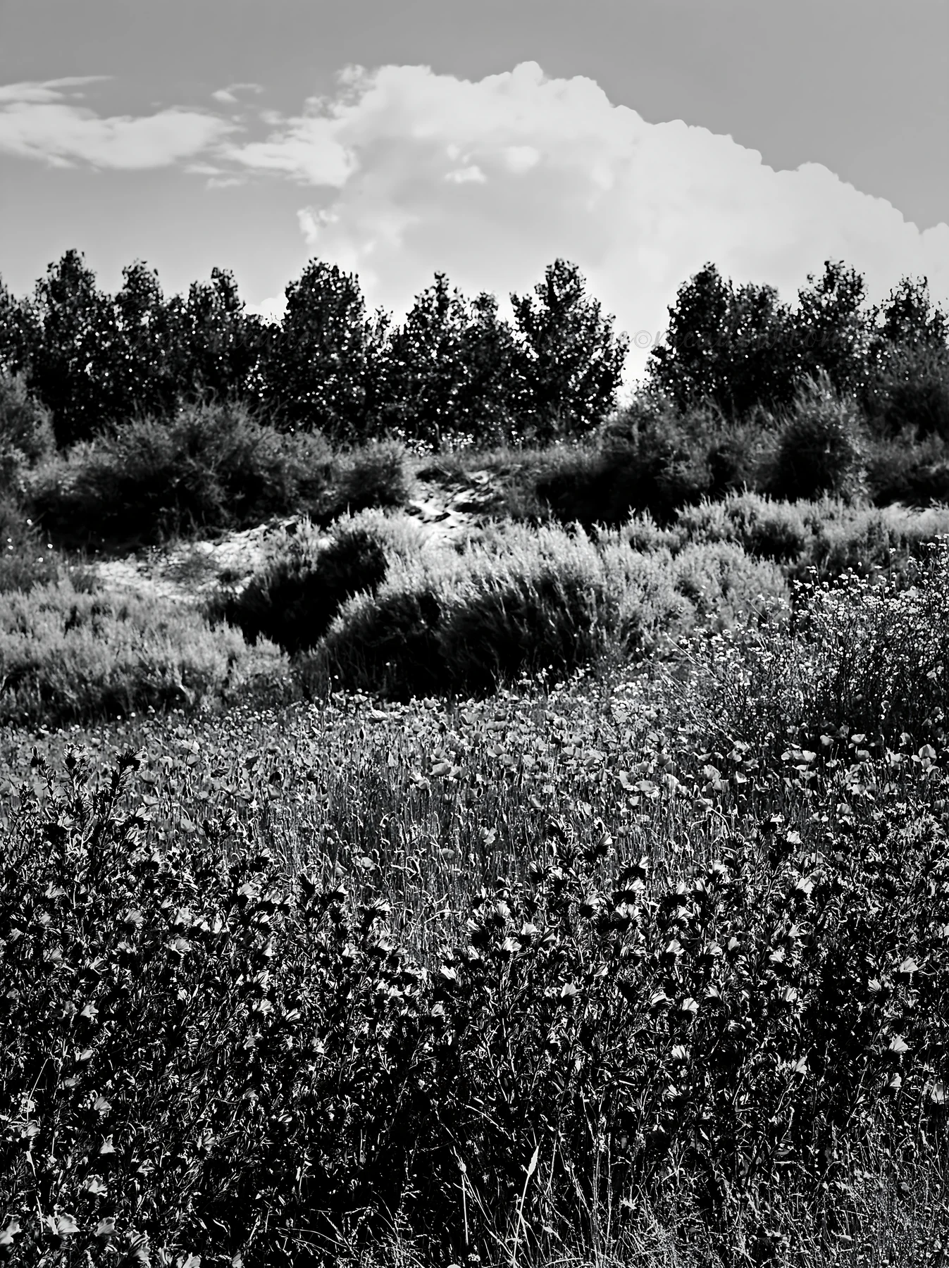 A meadow filled with poppy and viper's-bugloss flowers is visible. Trees line the background under a bright sky. This scene showcases a natural landscape in a r