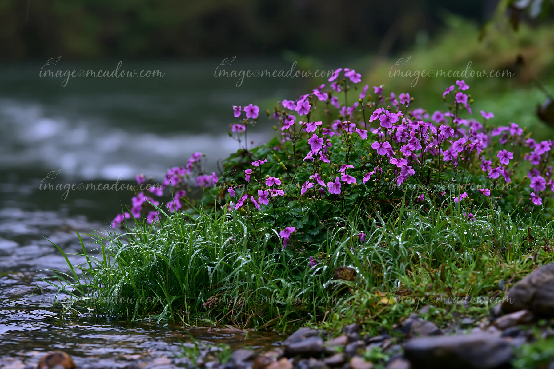 Purple flowers grow along the edge of a river on an island, showing the freshness after rain.