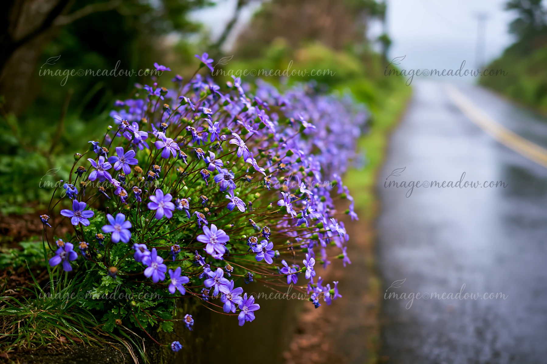 Purple flowers grow near a road beside an island setting.