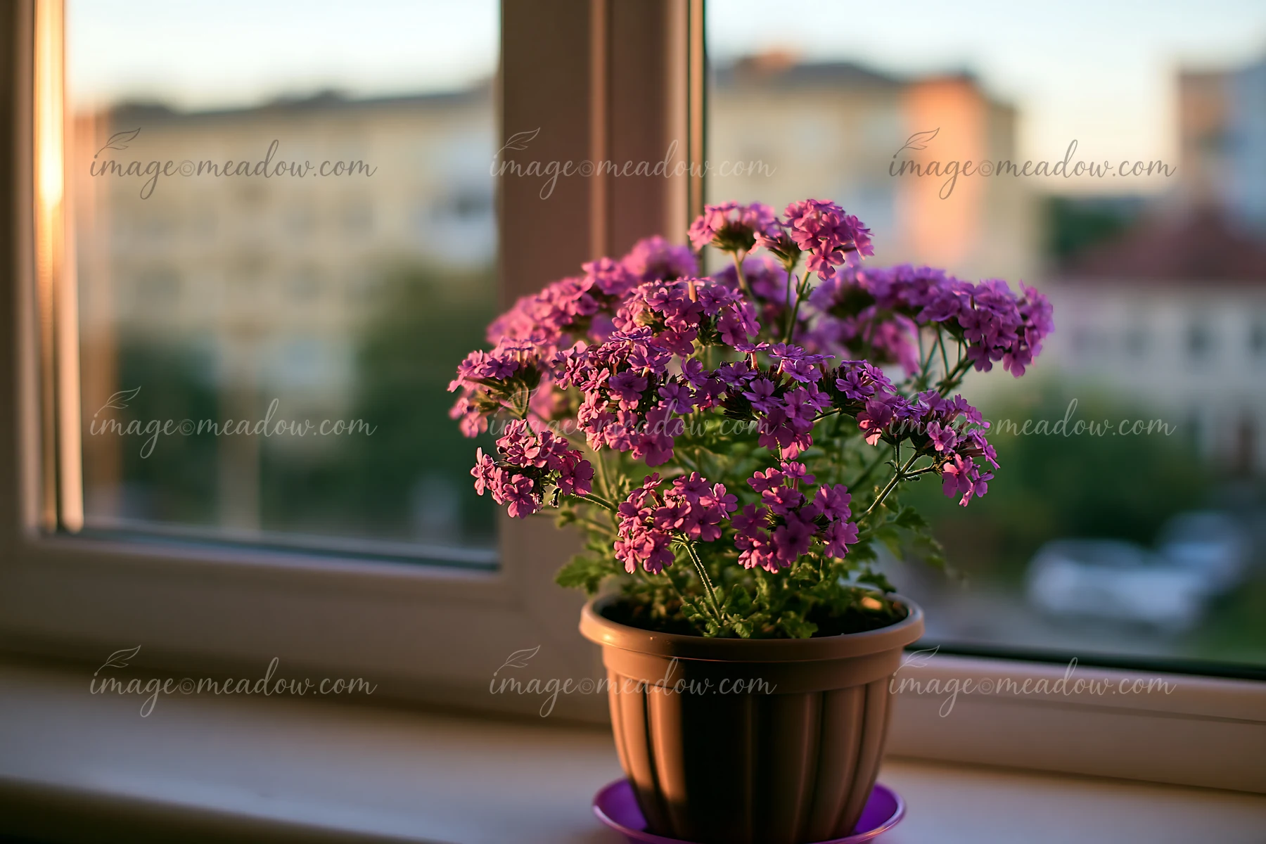 Purple verbena flowers in container rest on a windowsill with sunlight shining through.