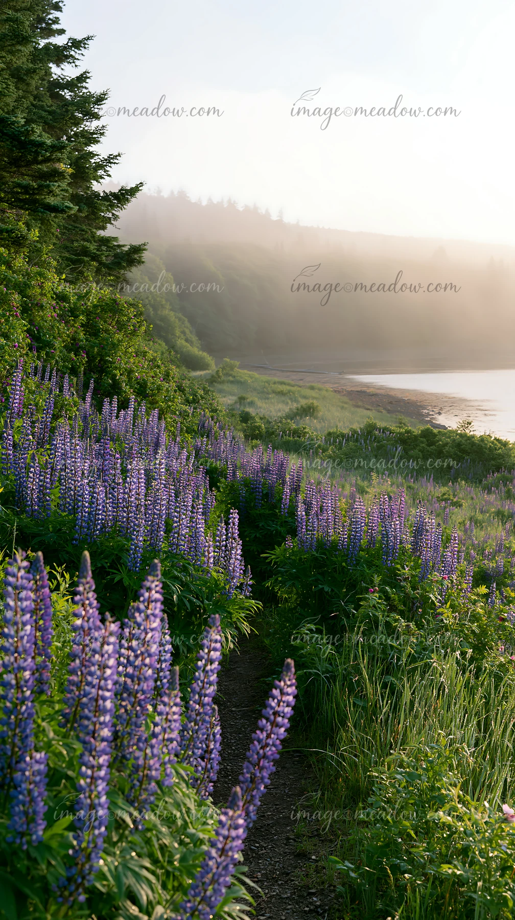 Purple wildflowers border a narrow path leading toward a misty shoreline with evergreen trees and calm water.