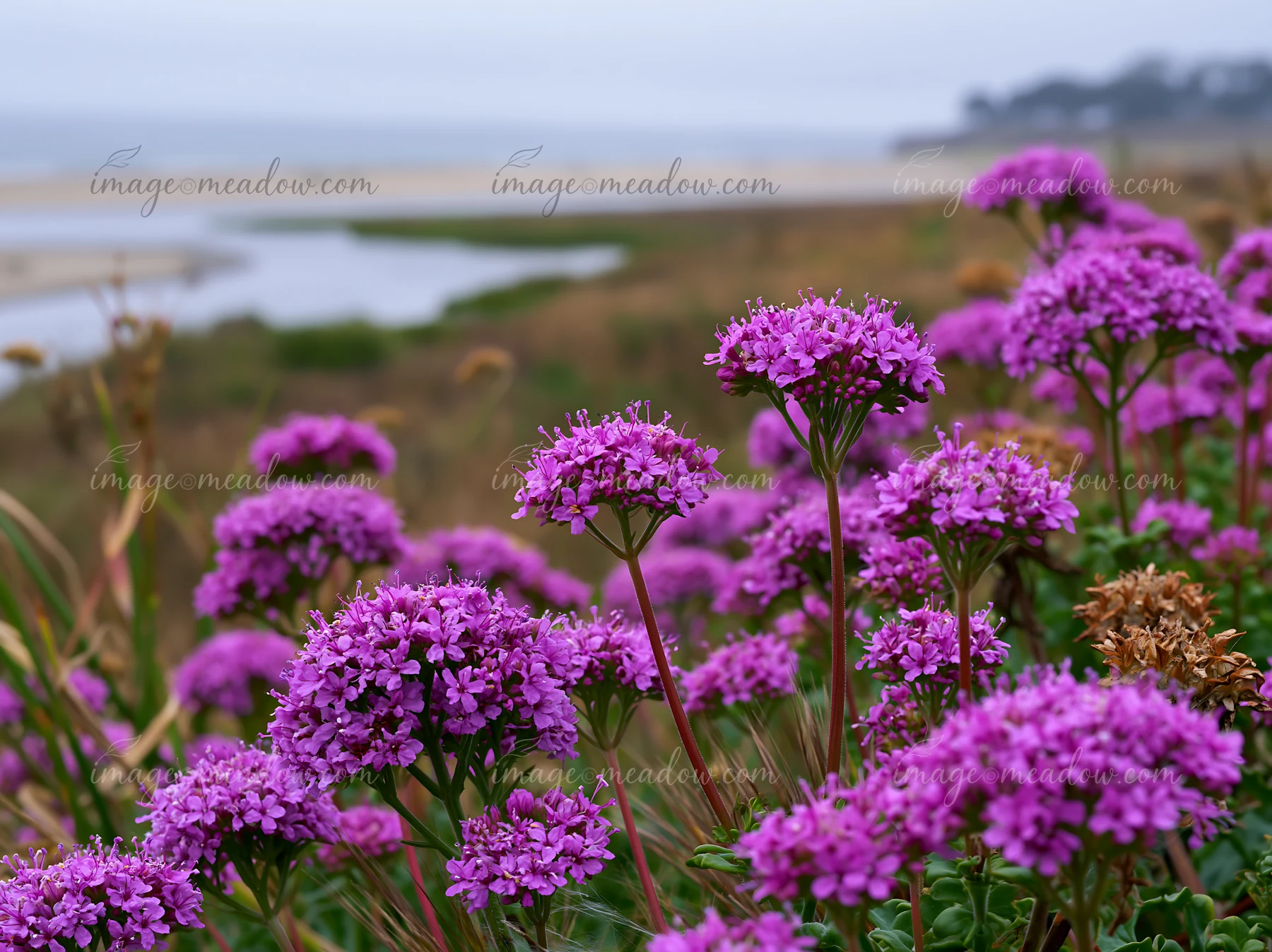 Purple wildflowers grow along a coastline with salt marsh.