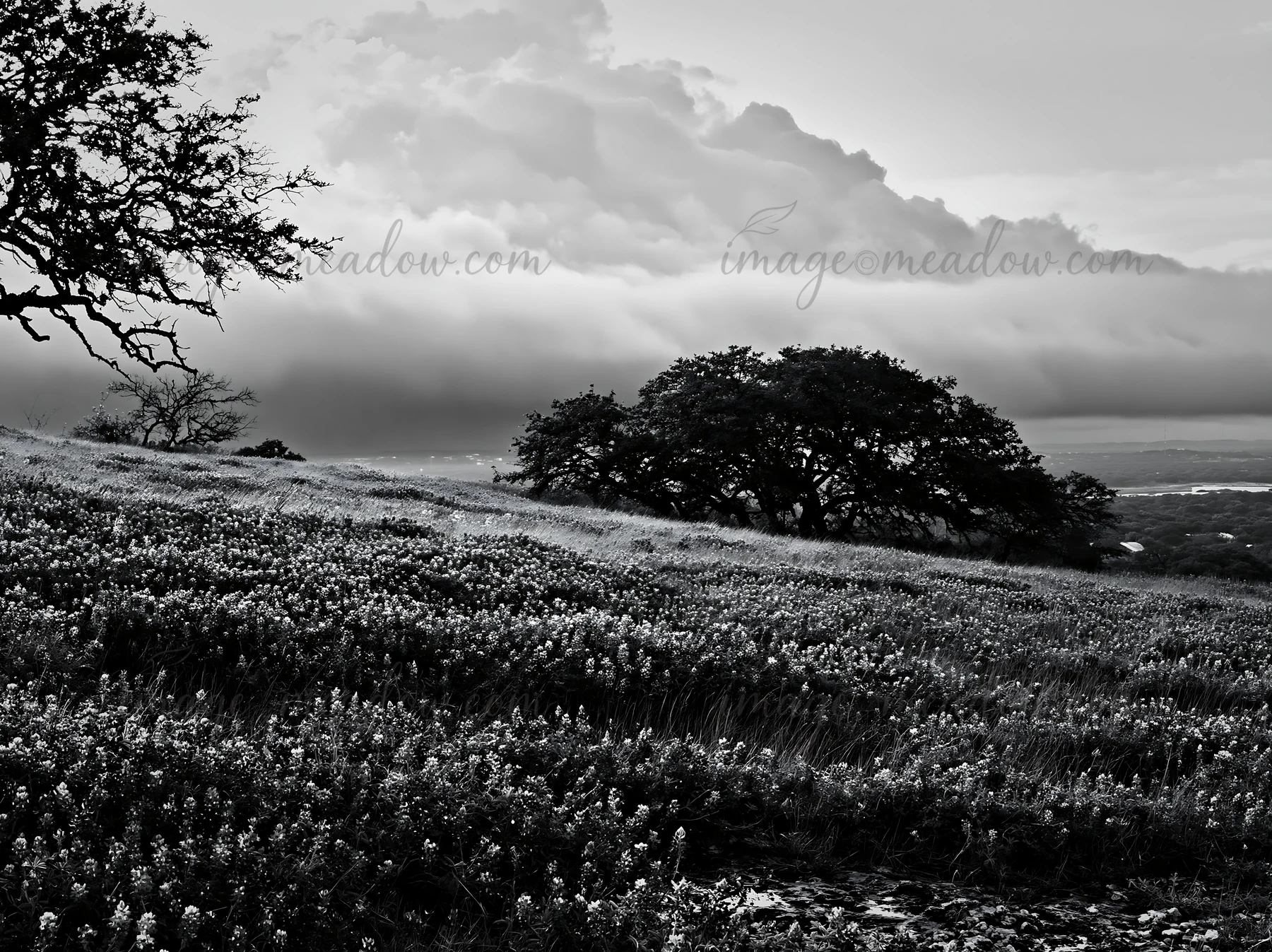 Water collects in a meadow covered with wildflowers after a rain shower. Dark clouds dominate the sky above, creating a moody atmosphere. Nearby trees add struc
