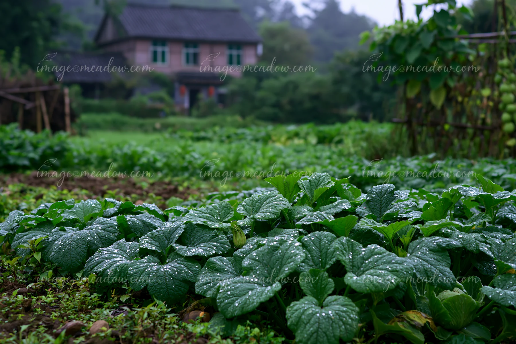 Raindrops cling to green leaves in a garden near a rural cottage.