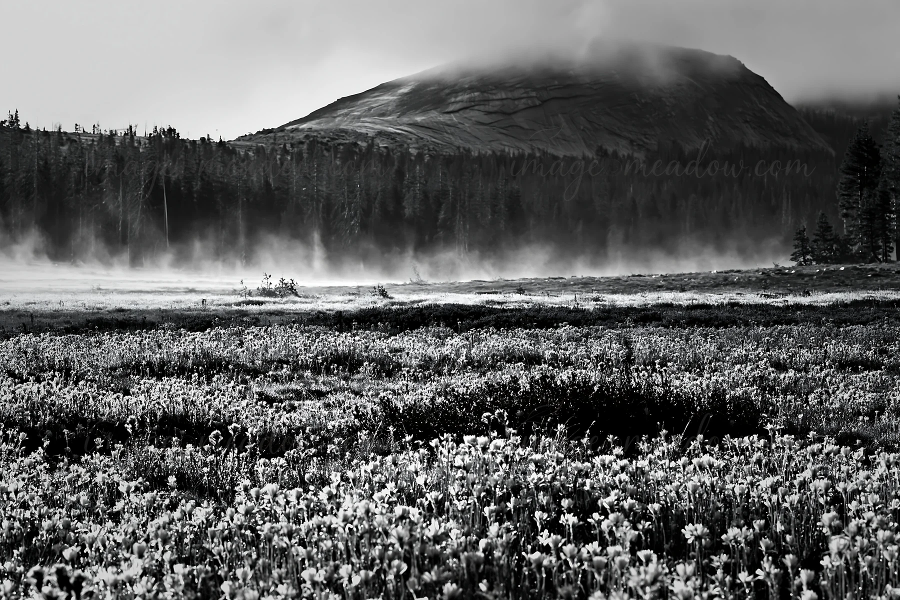 A meadow covered in flowers stretches out under a mountain. Mist rises from the ground creating a foggy scene. Trees line the edge of the meadow. The sky appear