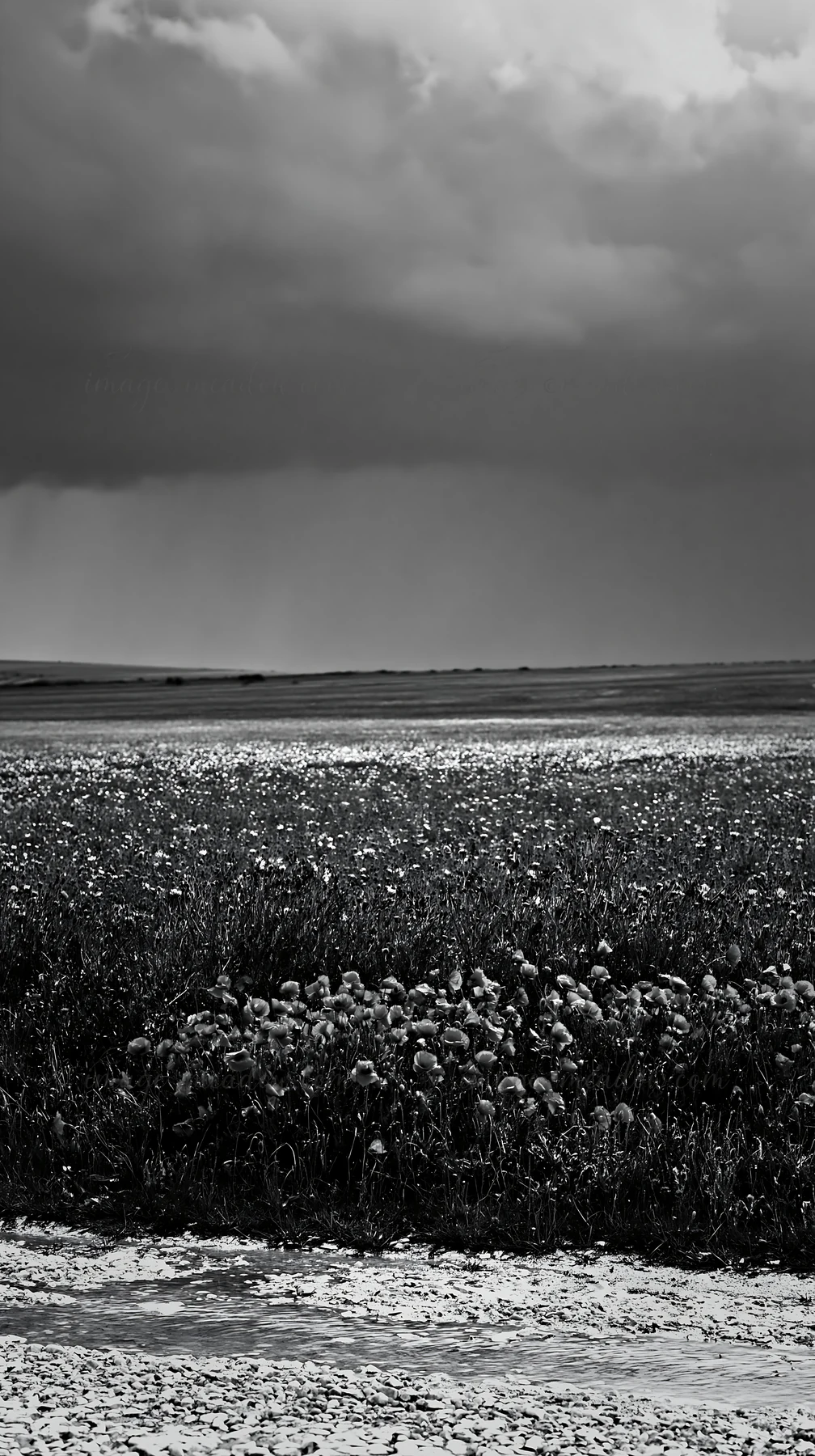 A meadow covered in flowers stretches across the land. Dark clouds loom overhead, hinting at rain. The scene captures the natural beauty of the countryside afte