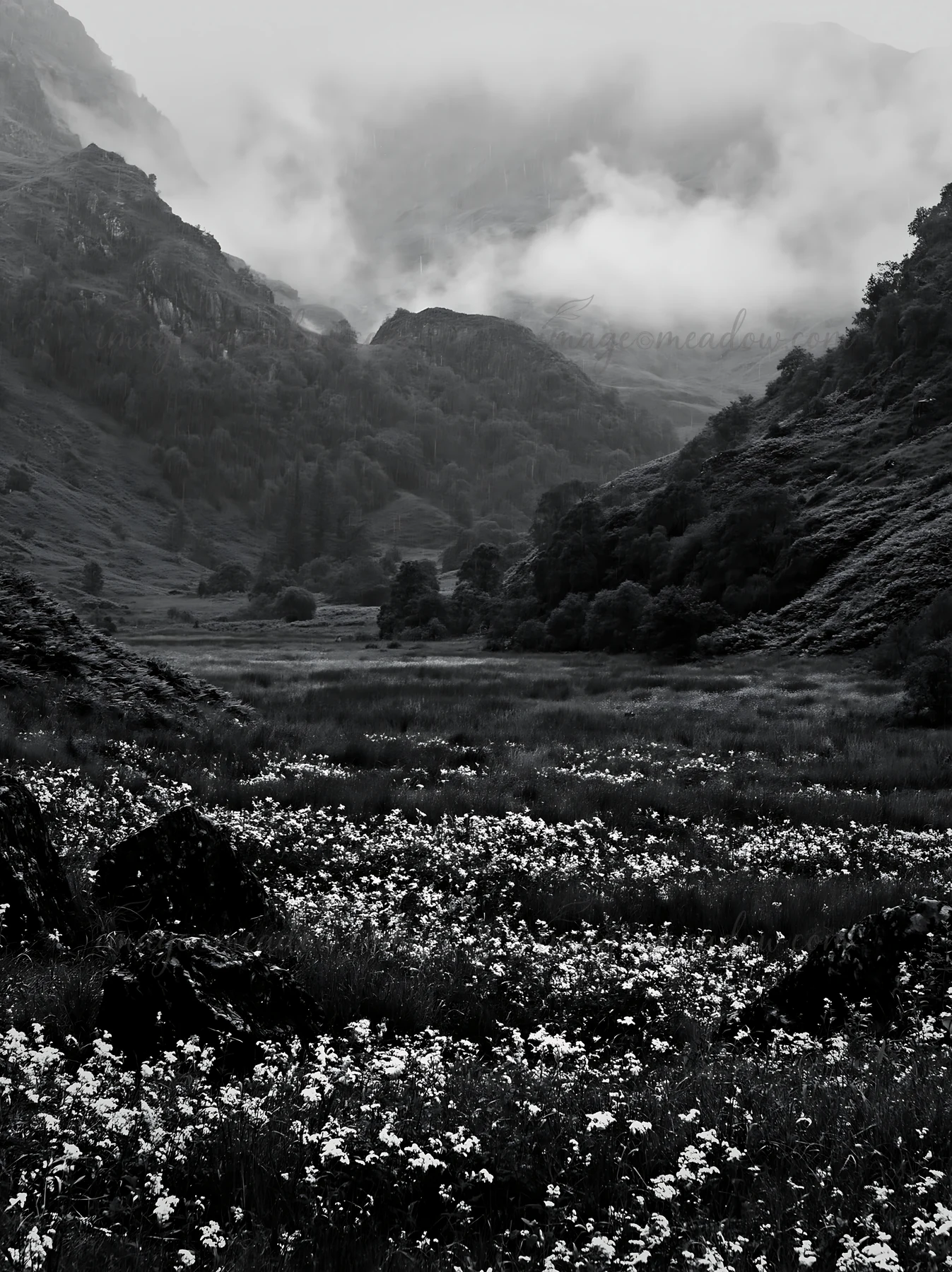 A valley meadow is filled with white flowers under a rainy sky. Dark mountains rise in the background, shrouded in clouds. The atmosphere is dense with moisture