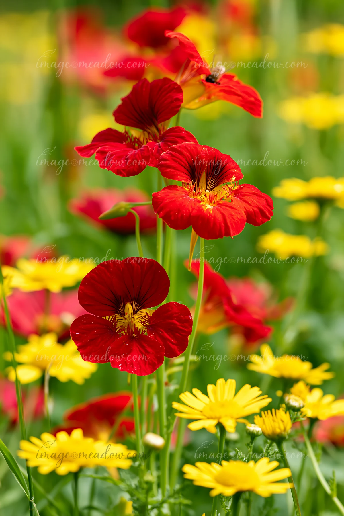 Red blossoms stand tall among yellow flowers in a soft, green meadow.