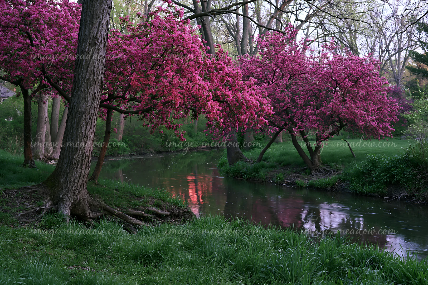 Red crabapple trees flowering in spring line a quiet stream, showcasing bright pink blossoms.
