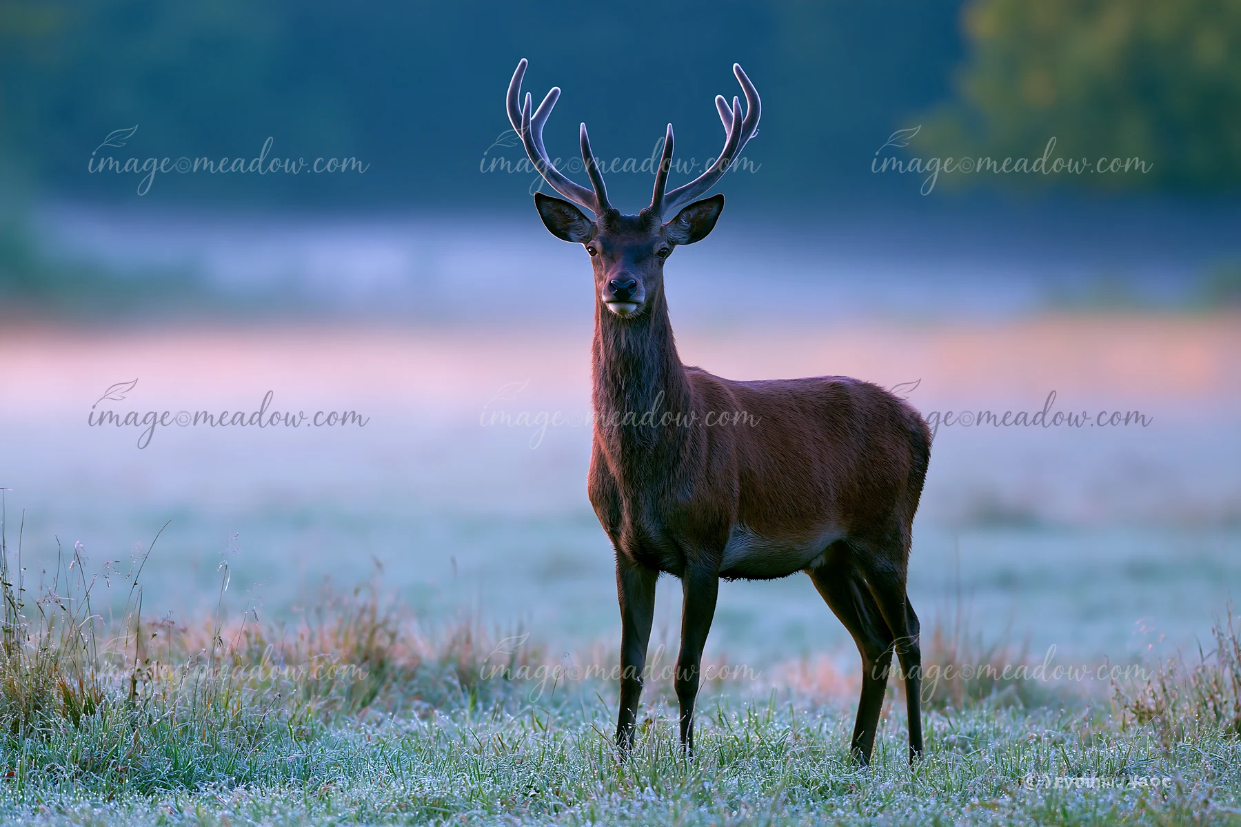Red deer stag standing alert in frosty meadow grass as mist drifts across the background.