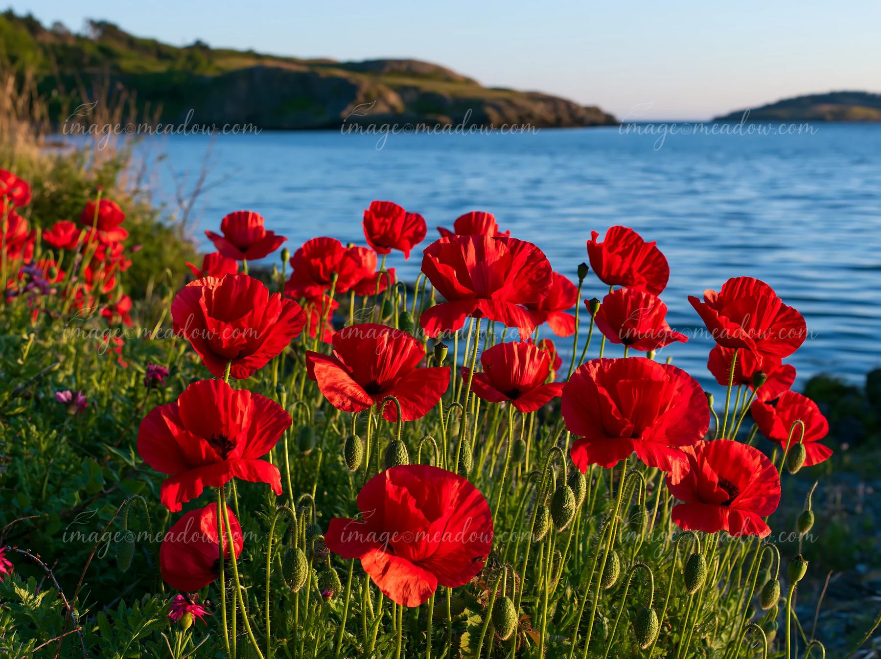 Red poppies grow along the shoreline of an island with flowers in a calm bay under clear skies.