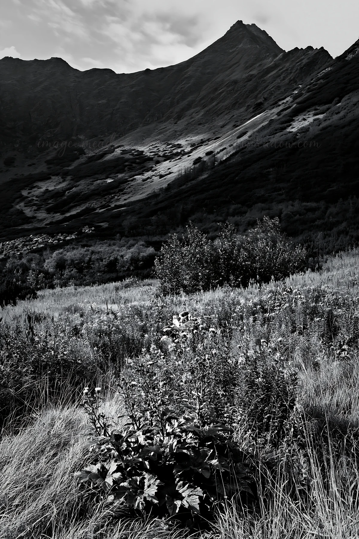 A meadow with various plants and grasses is visible in the foreground. Mountains rise in the background under a cloudy sky. This scene captures a natural landsc