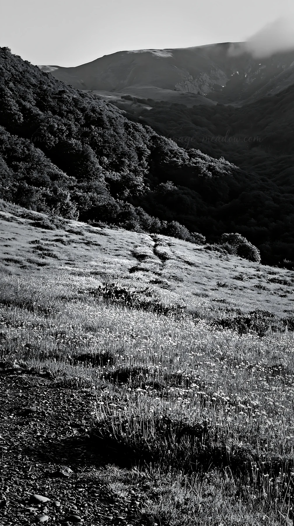 A winding path leads through a lush meadow filled with grass and wildflowers. Large trees and rolling hills surround the area, creating an inviting scene in a n