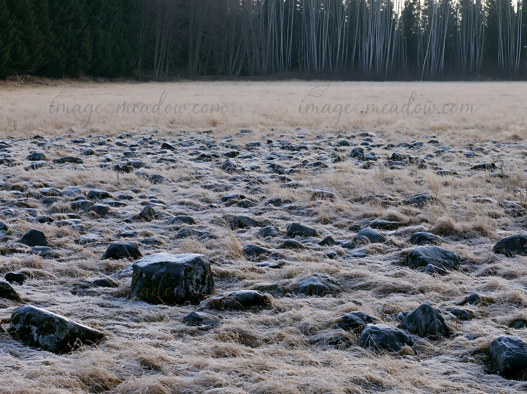 The scene shows a rewilded Akita silver grass meadow covered with stones. Distant trees stand in the background under a clear sky. The area appears untouched an