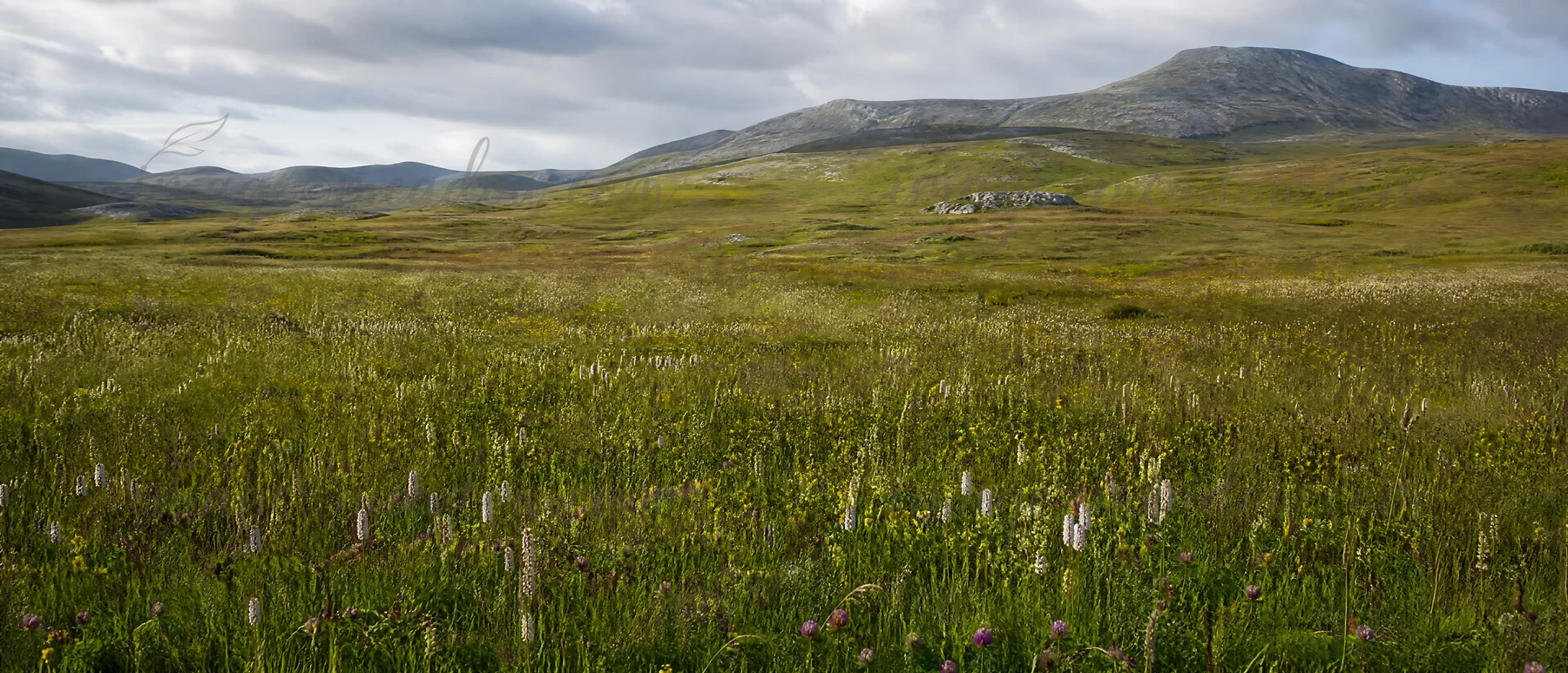 The meadow displays a variety of grasses and wildflowers under a cloudy sky with hills in the background. Nature shows signs of growth and restoration in this a