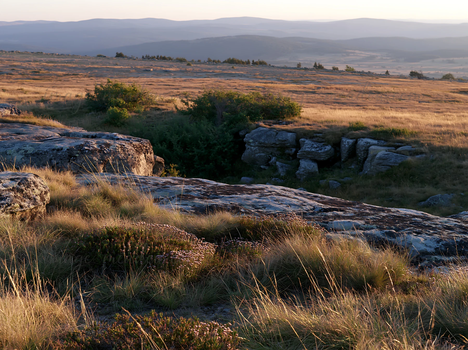 A wide meadow landscape shows rocky outcrops and a distant view of rolling hills. The grass is tall, with patches of shrubs and trees. The sun is low in the sky