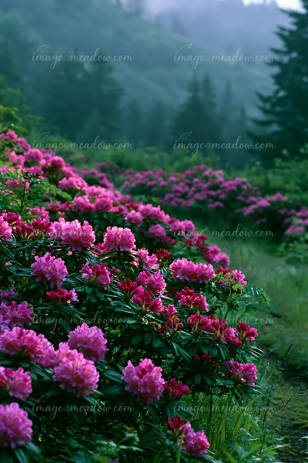 Rhododendron blooming hillside features vibrant pink flowers across the landscape with trees in the background.