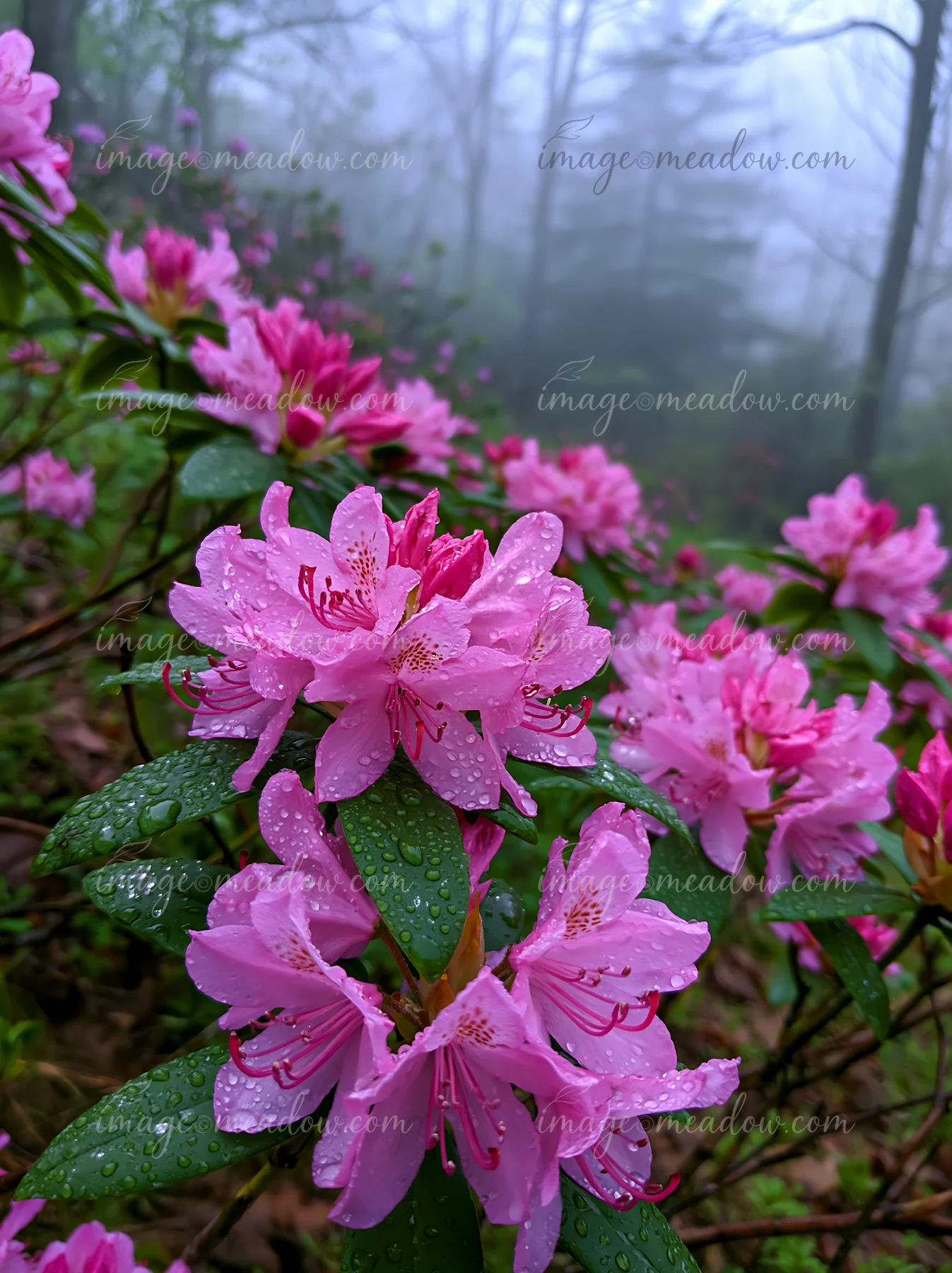 Rhododendron blooming hillside features vibrant pink flowers during a foggy day.