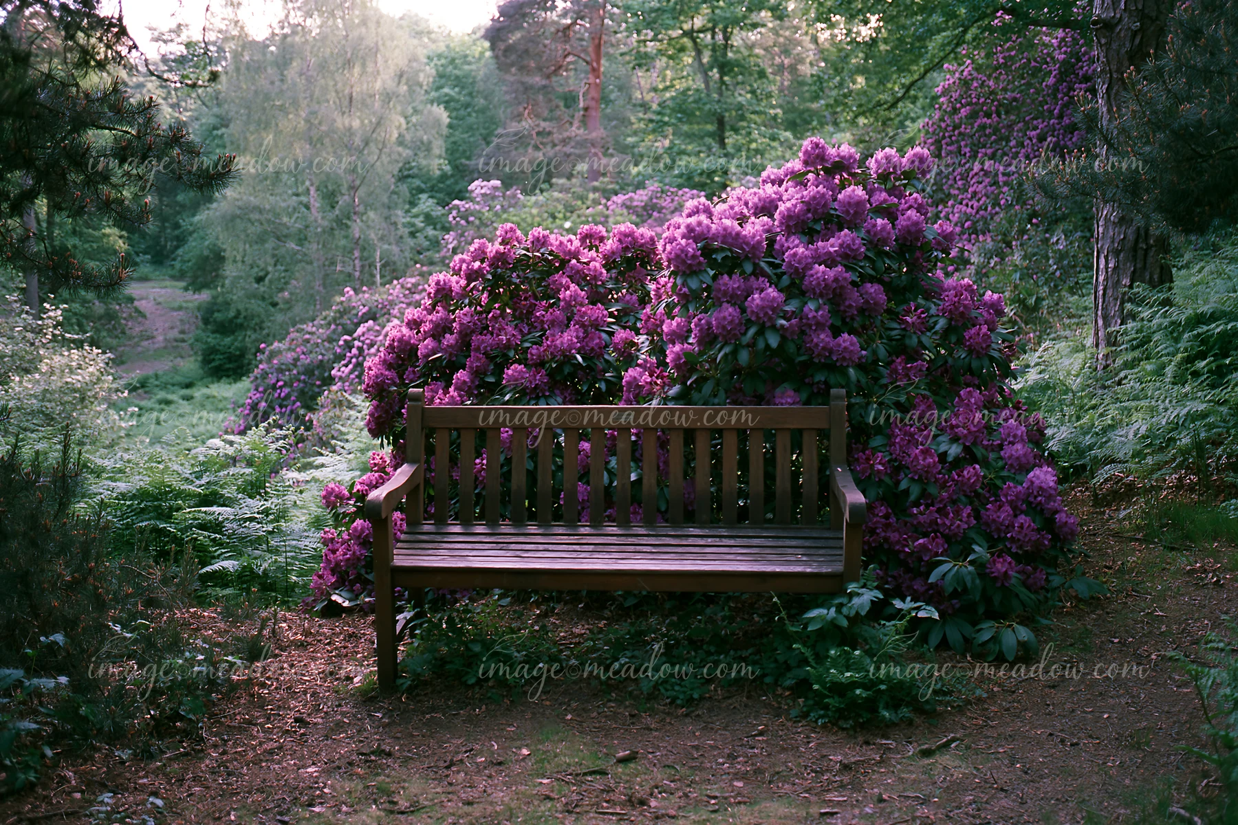 Rhododendron blooming hillside shows vibrant flowers surrounding a wooden bench in a wooded area.