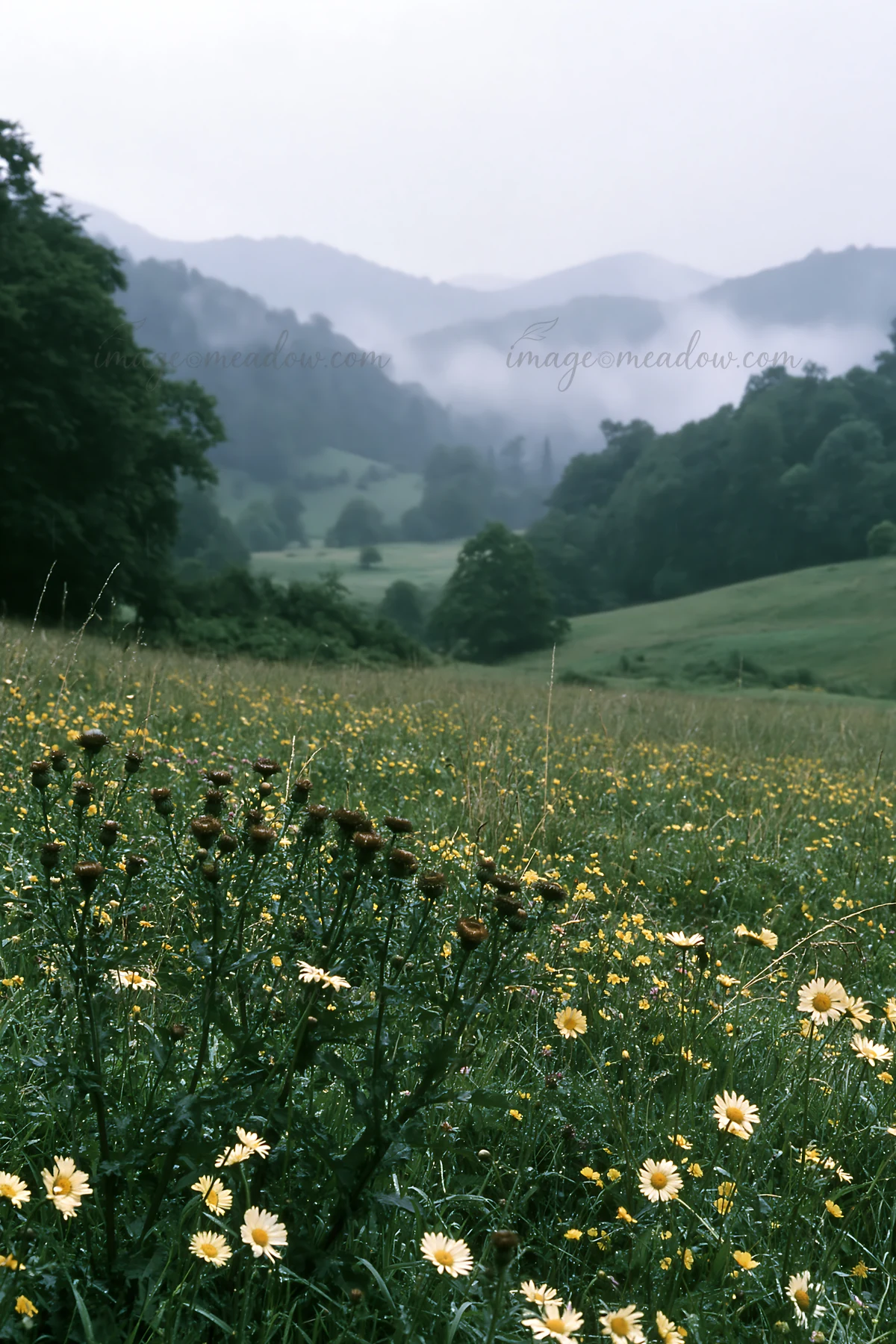 Rolling valley meadows feature wildflowers in the foreground and mist over distant mountains. Green hills blend into the cloudy sky, creating a natural landscap
