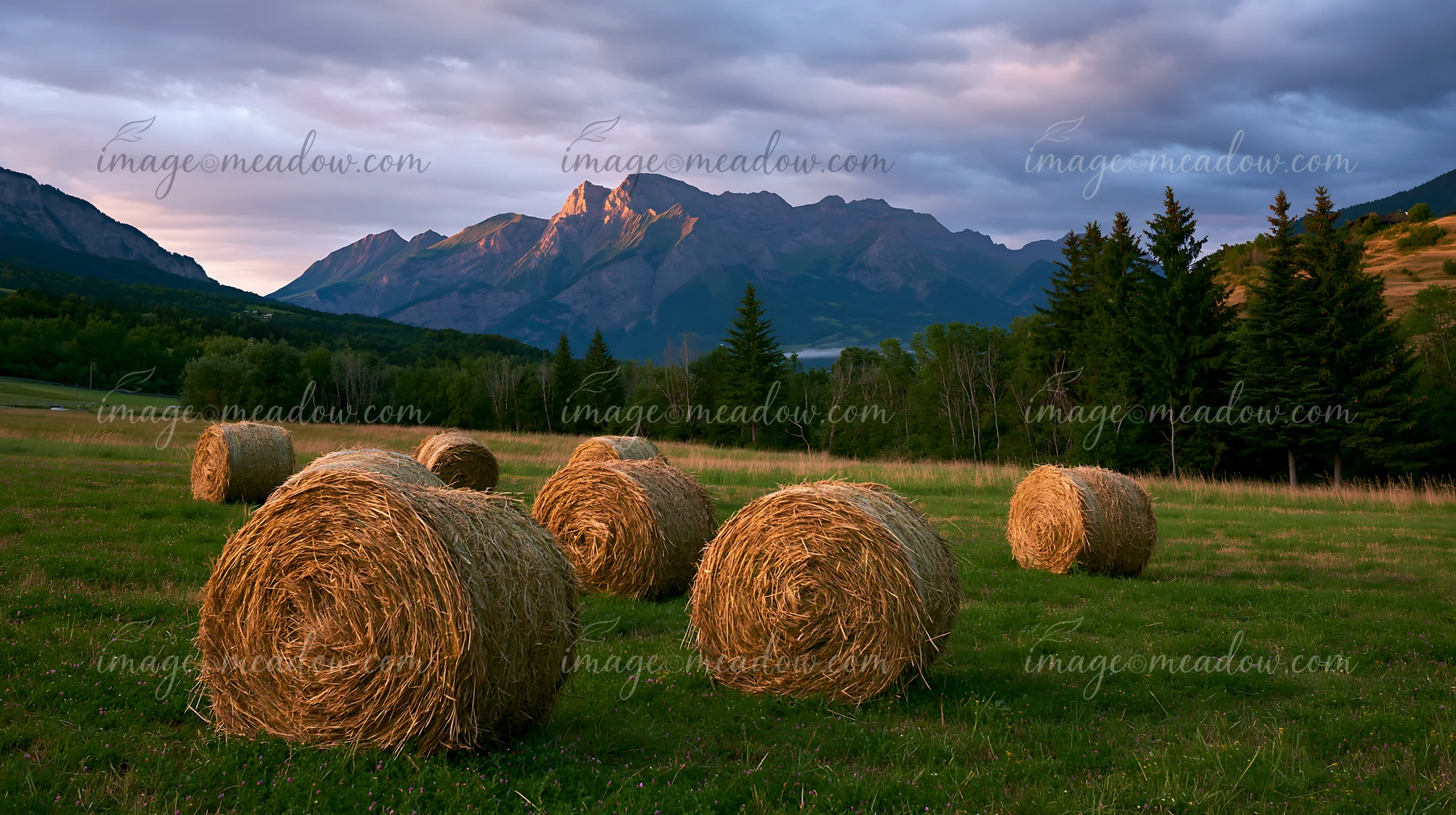 Round hay bales fill a meadow beneath rugged Swiss mountains and dramatic clouds in golden evening light.