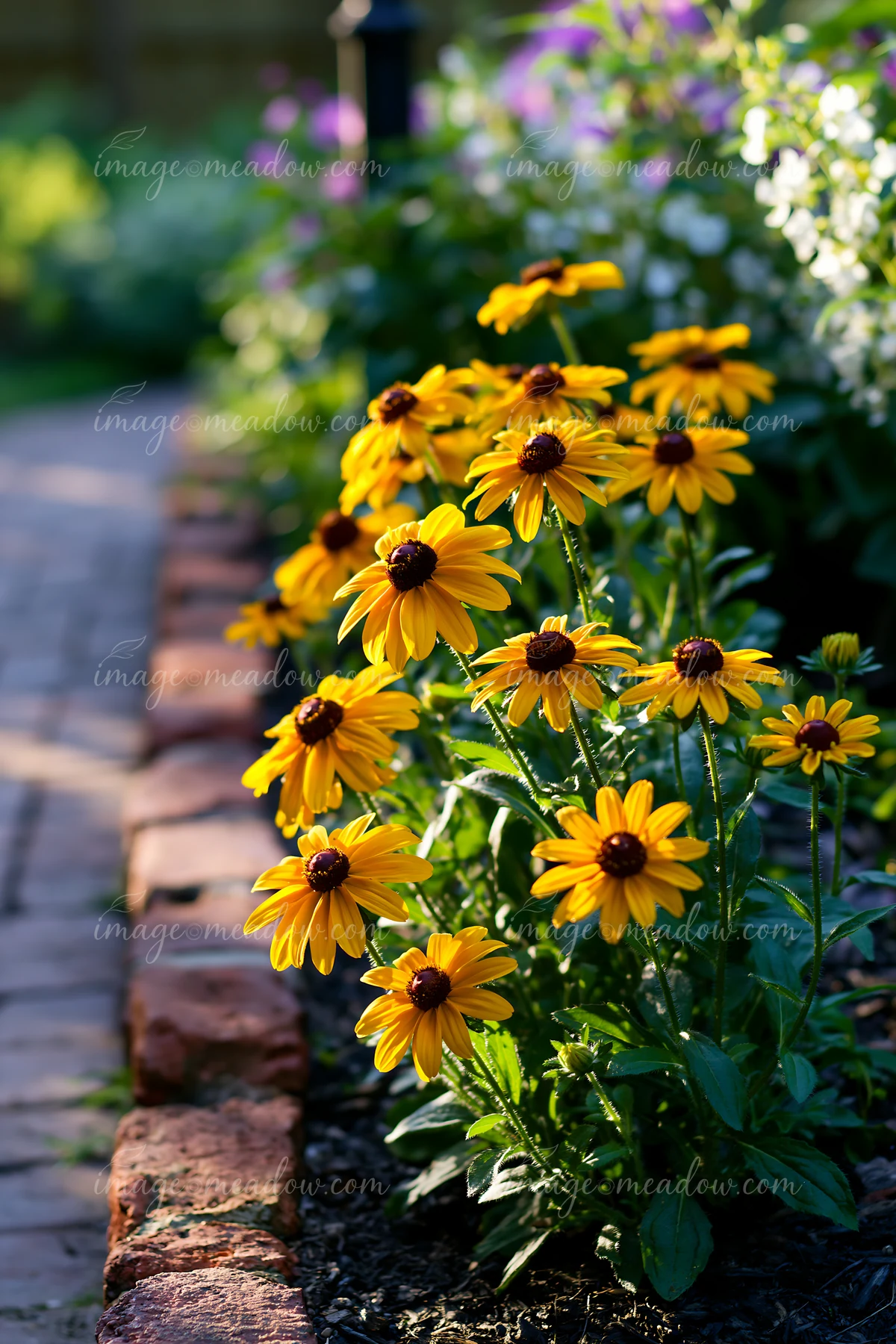 Rudbeckia flowers bloom brightly in the sunlight along a stone pathway in a garden.