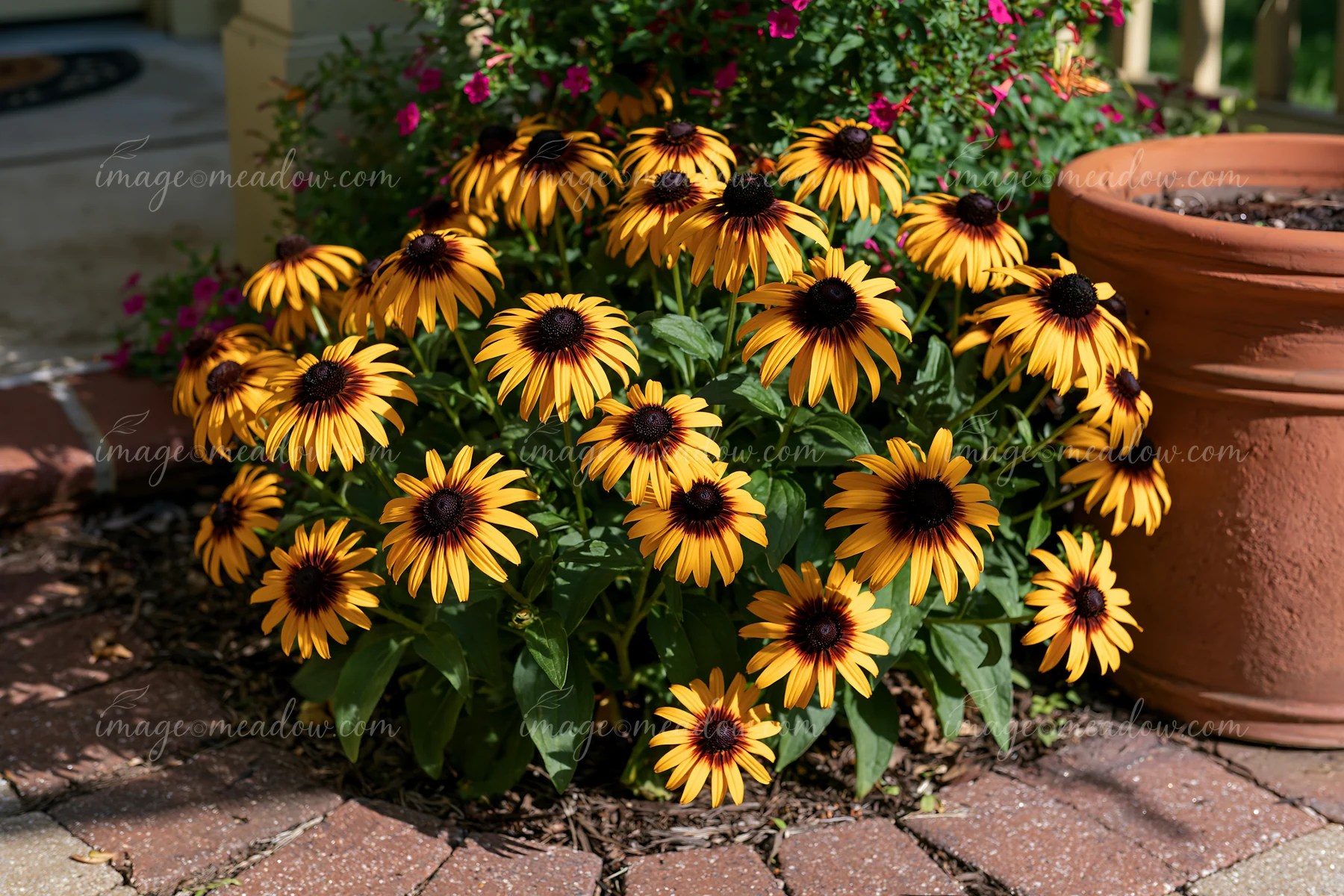 Rudbeckia flowers in sunlight create a vibrant display next to a brick pathway.