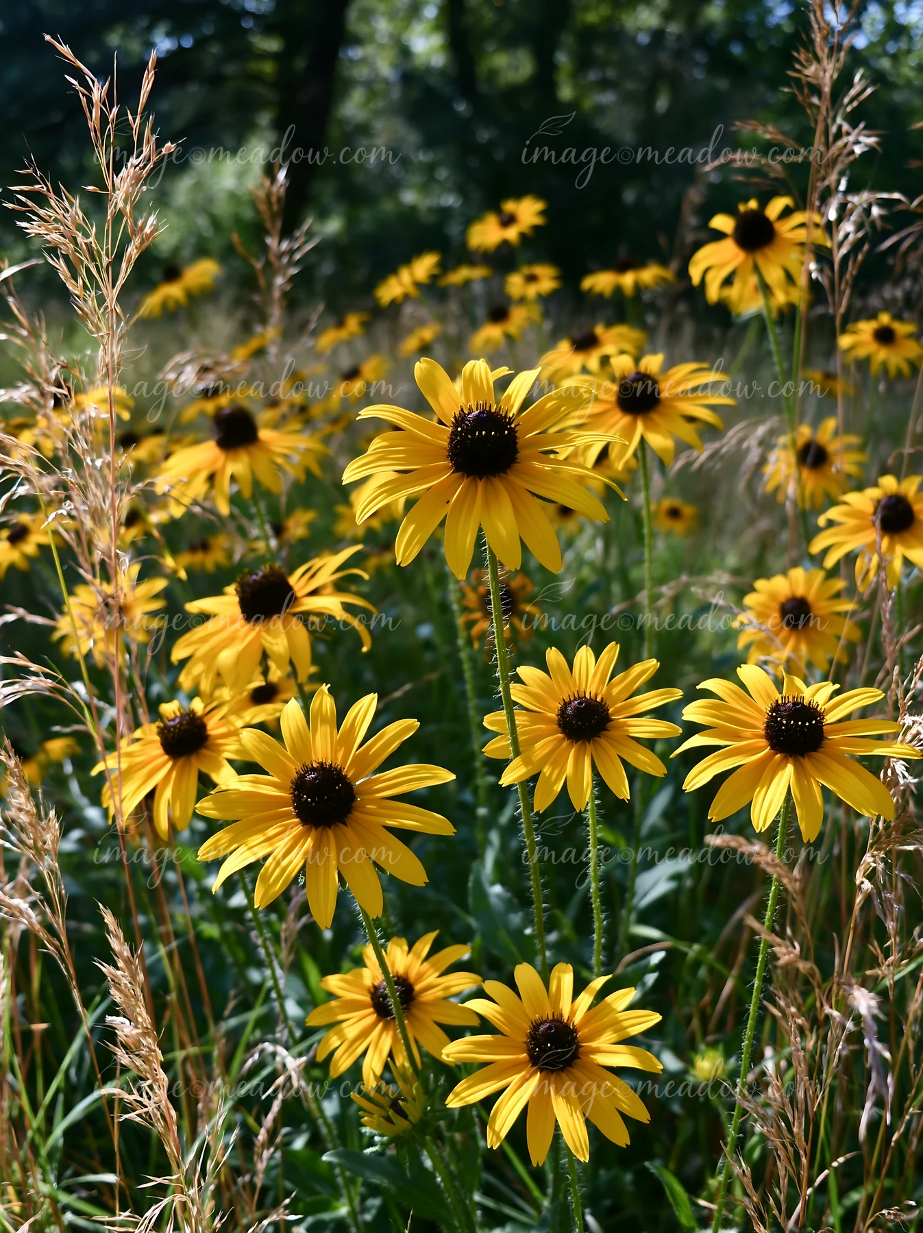 Rudbeckia flowers in sunlight fill a meadow, with bright yellow petals showcasing their beauty against a backdrop of green grass and tall grasses swaying gently