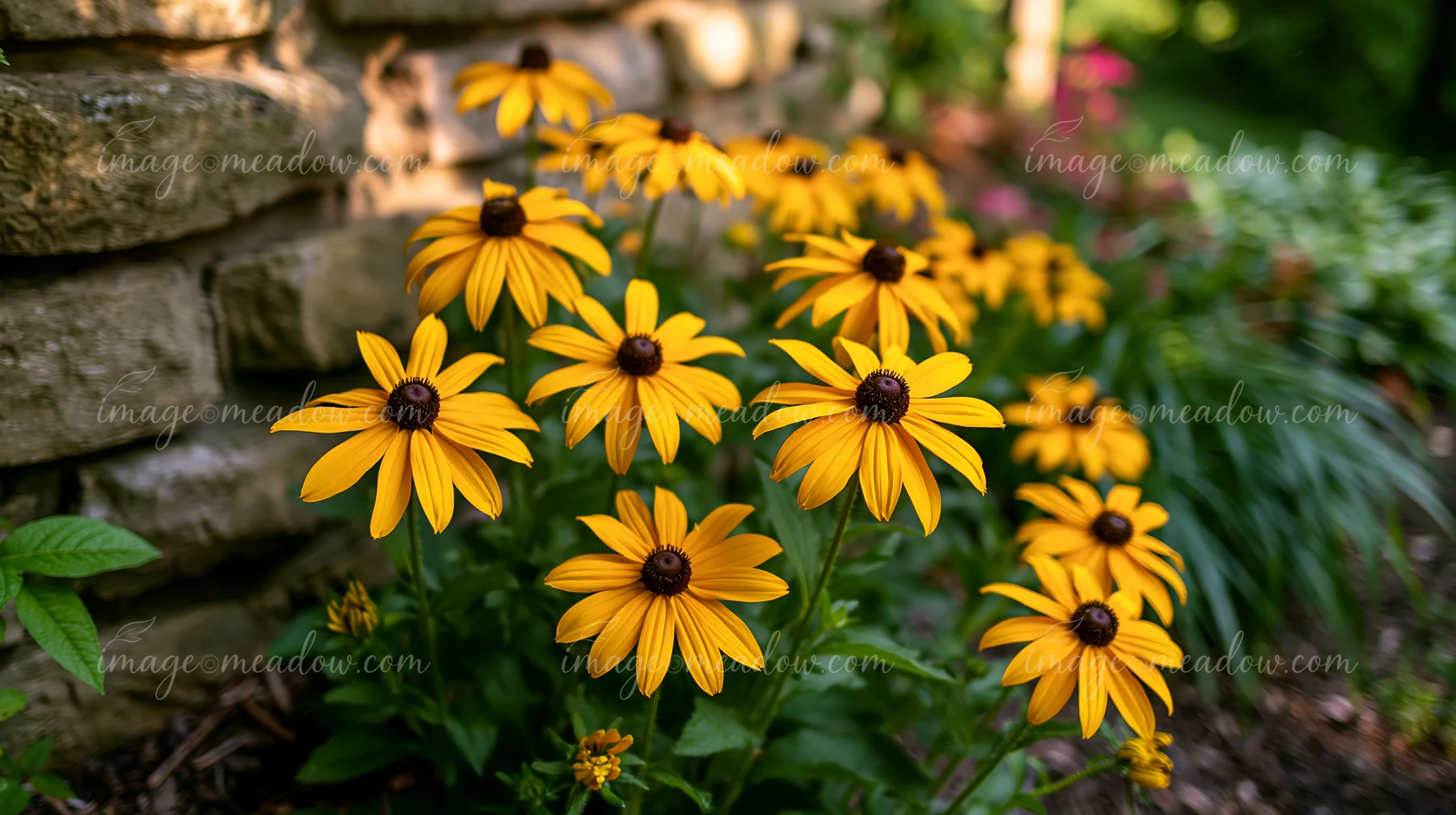 Rudbeckia flowers in sunlight grow alongside a stone wall in a garden setting.