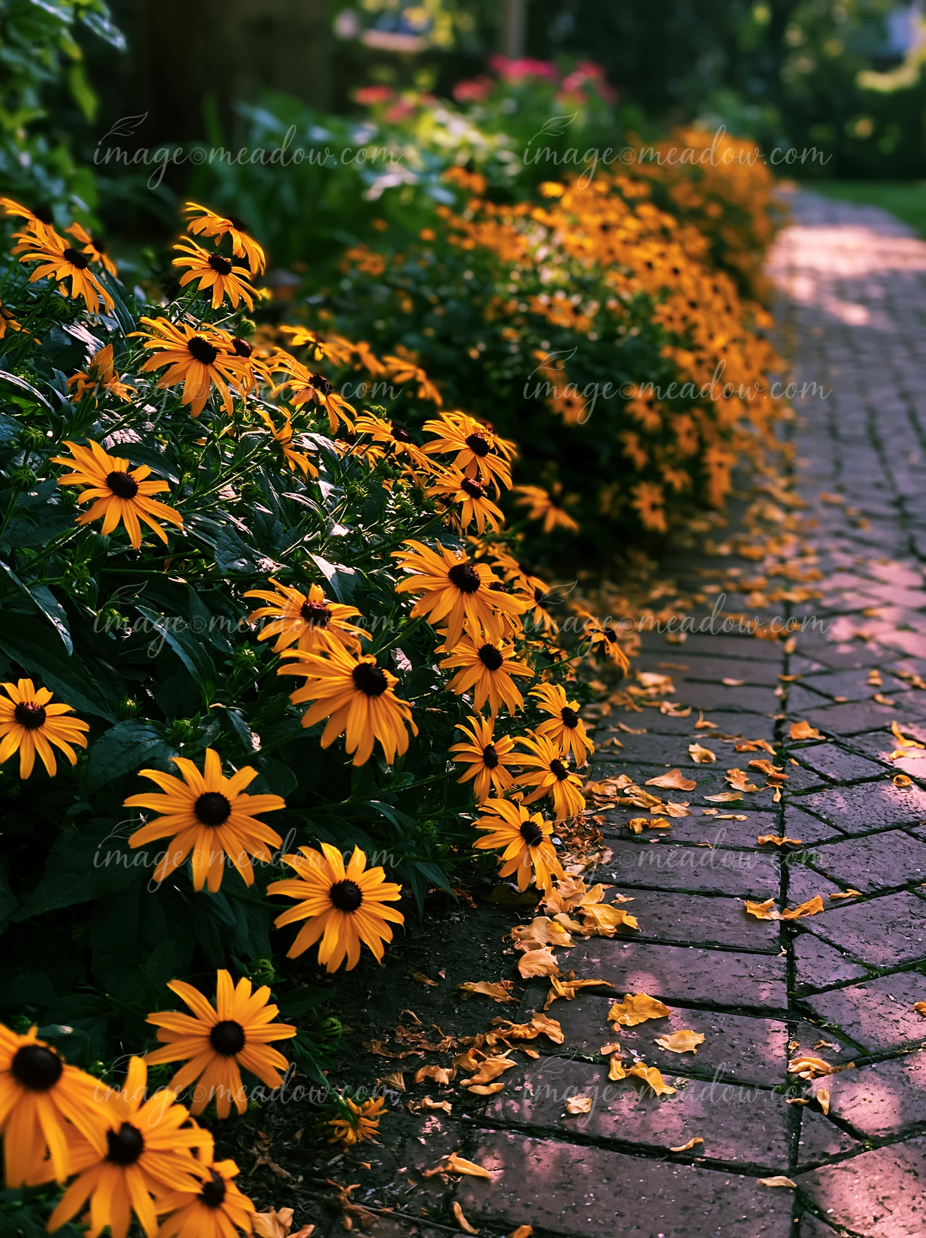 Rudbeckia flowers in sunlight line a brick pathway in a garden.