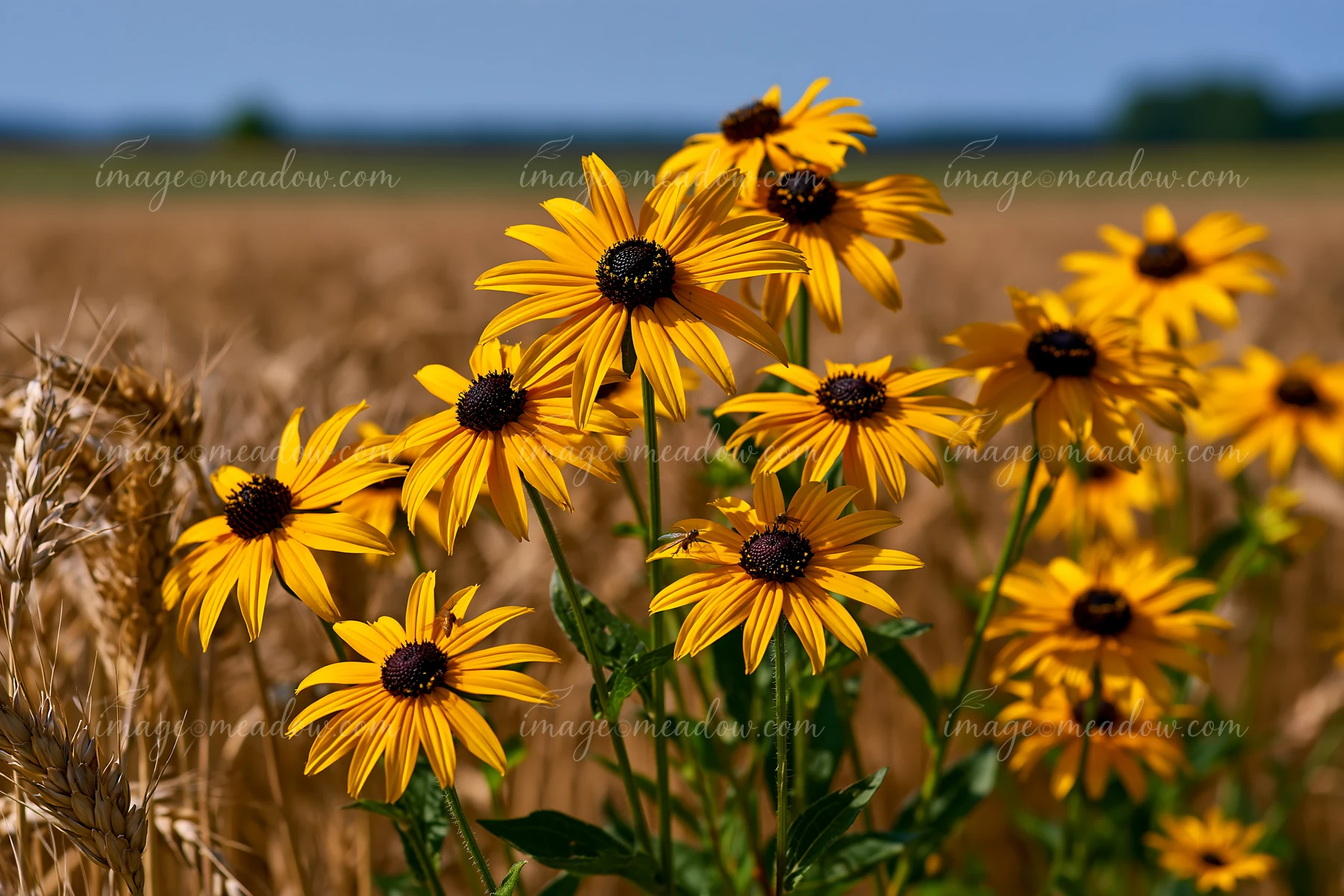 Rudbeckia flowers in sunlight stand tall among golden wheat fields.