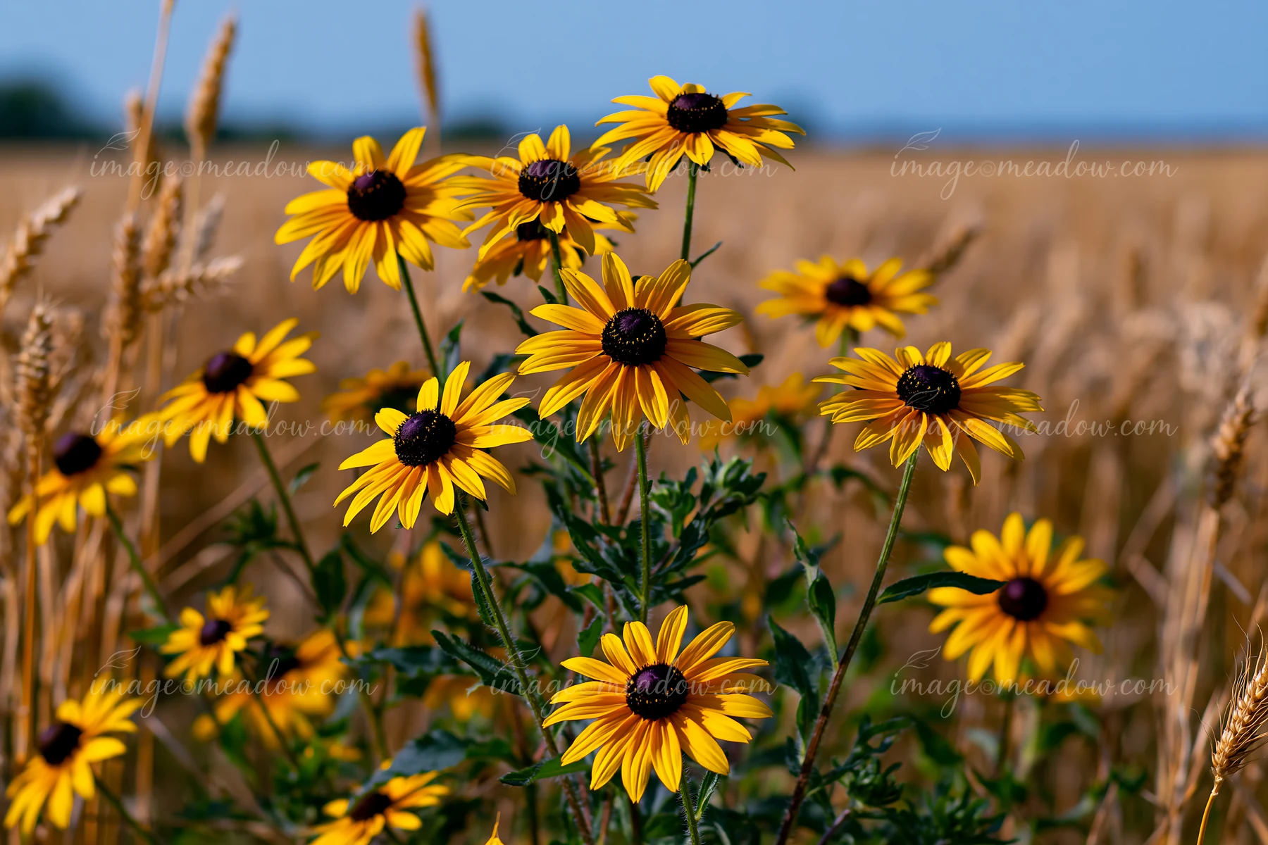 Rudbeckia flowers in sunlight stand tall in a golden field, surrounded by tall wheat.