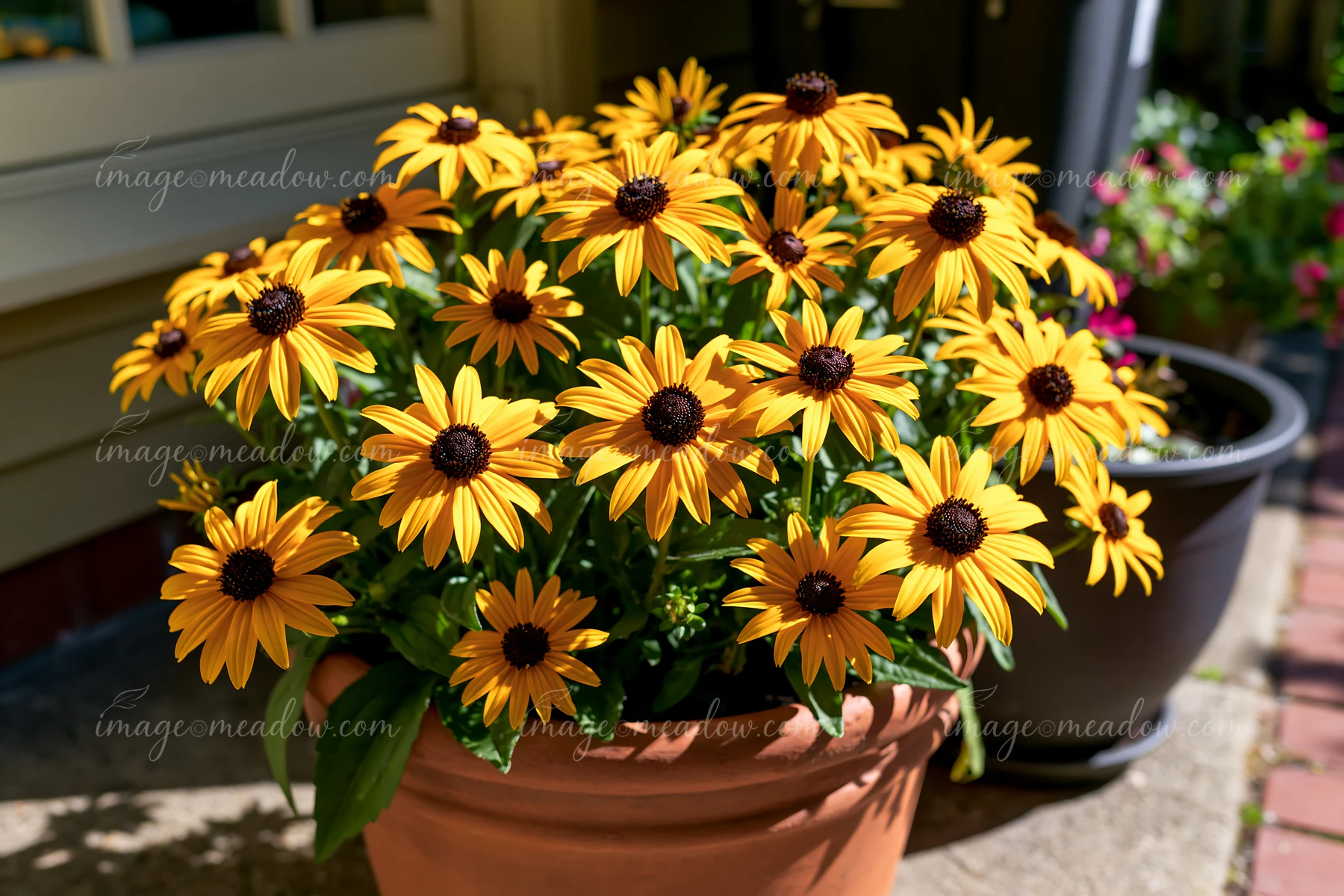 Rudbeckia flowers in sunlight stand vibrantly in a terracotta pot on a patio.