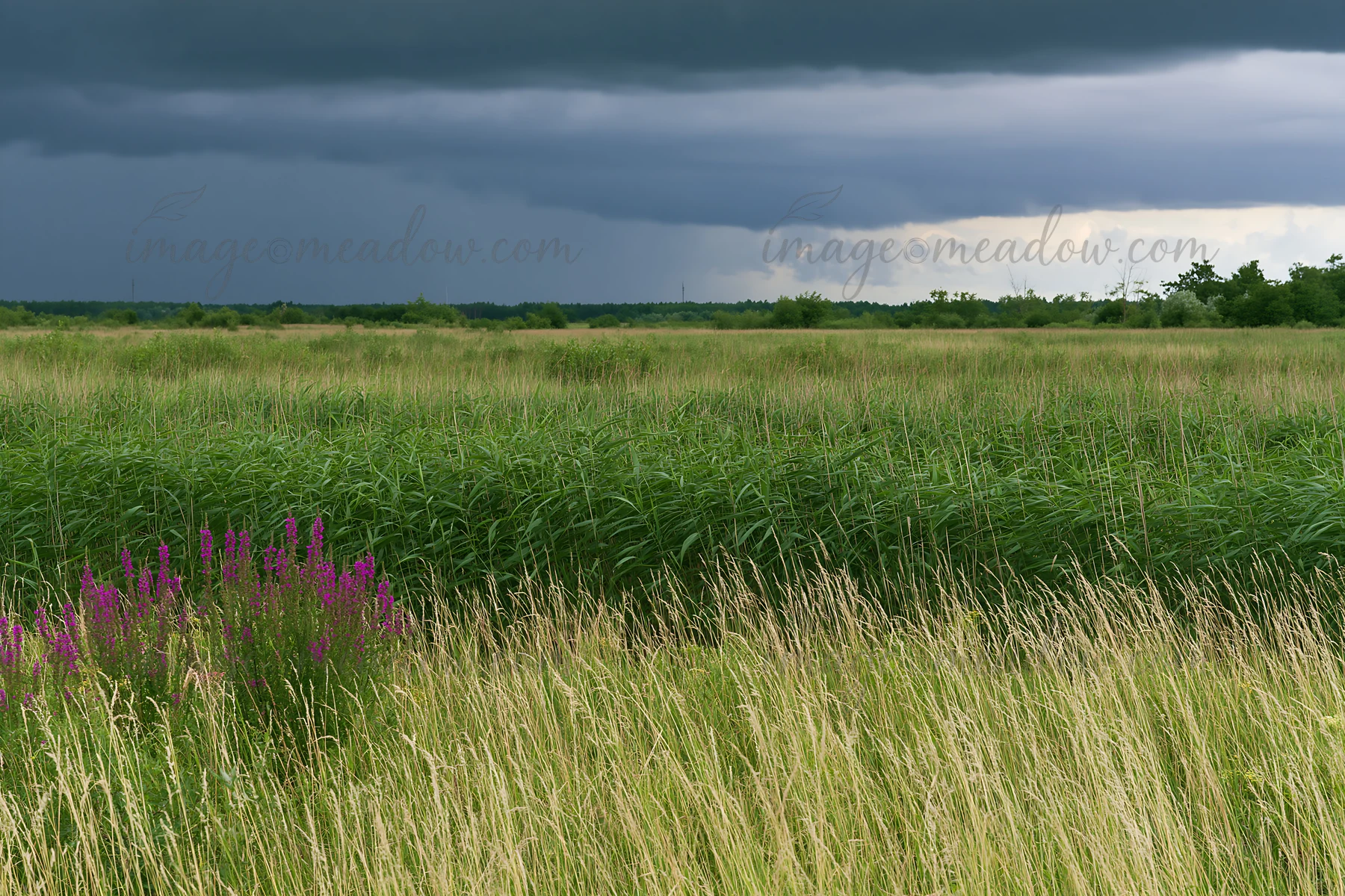 A floodplain meadow in Saga shows tall reeds and patches of wildflowers under a dark, cloudy sky. The scene highlights the natural landscape of the area, captur