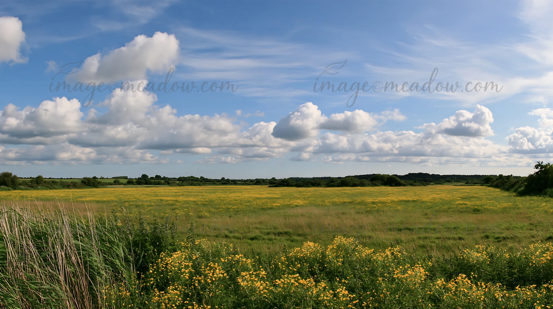 A vast meadow in the Saga floodplain features a foreground of reeds and patches of bright yellow flowers. The scene is set against a blue sky filled with clouds