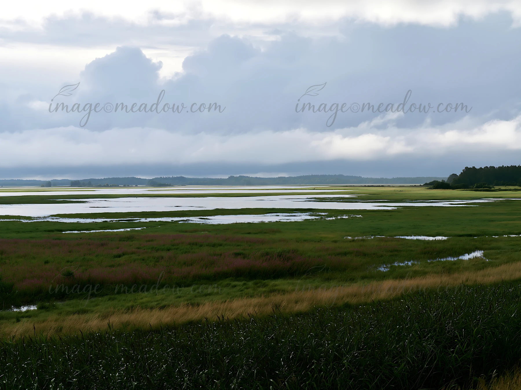 The scene shows a vast floodplain meadow with reeds in the foreground. Water stretches across the meadow under an overcast sky with gray clouds.