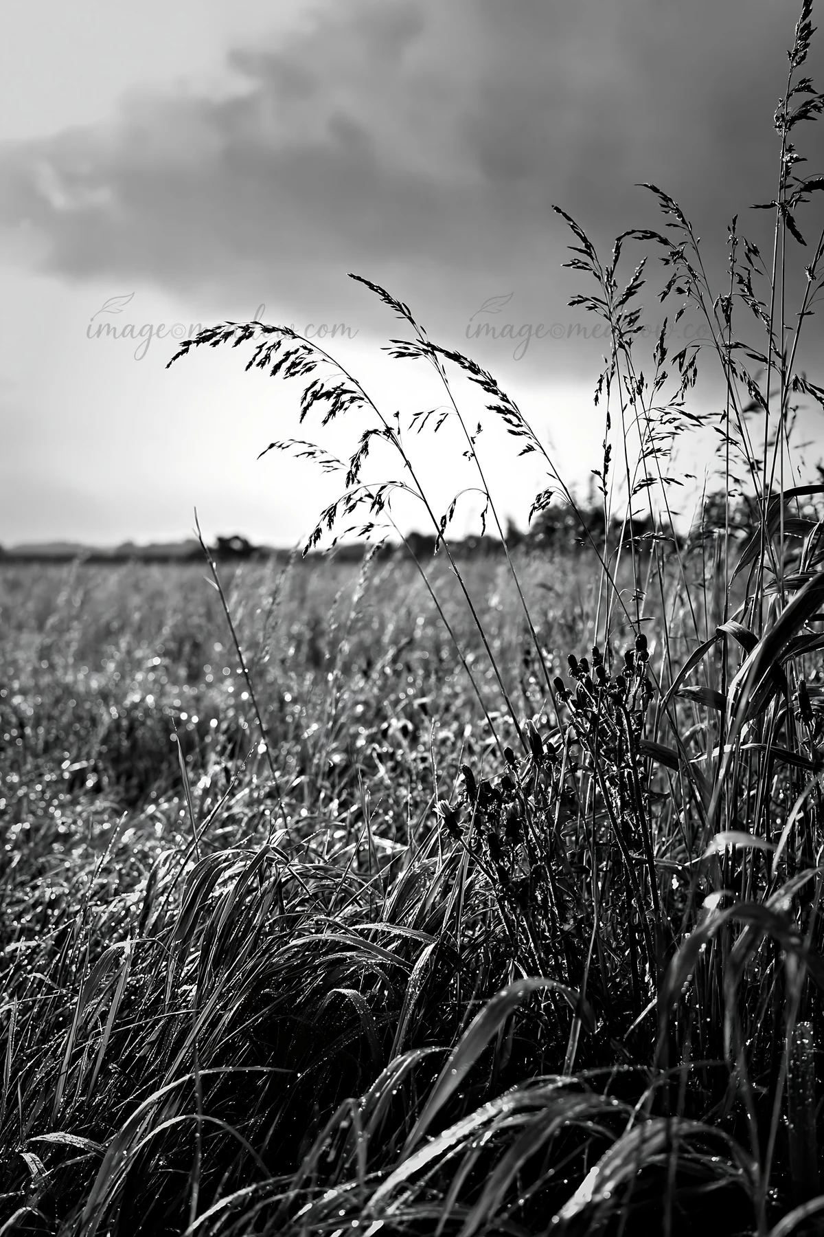 In the Saga floodplain, reeds stand tall in the foreground as clouds gather overhead. This setting captures the essence of a natural landscape under changing we