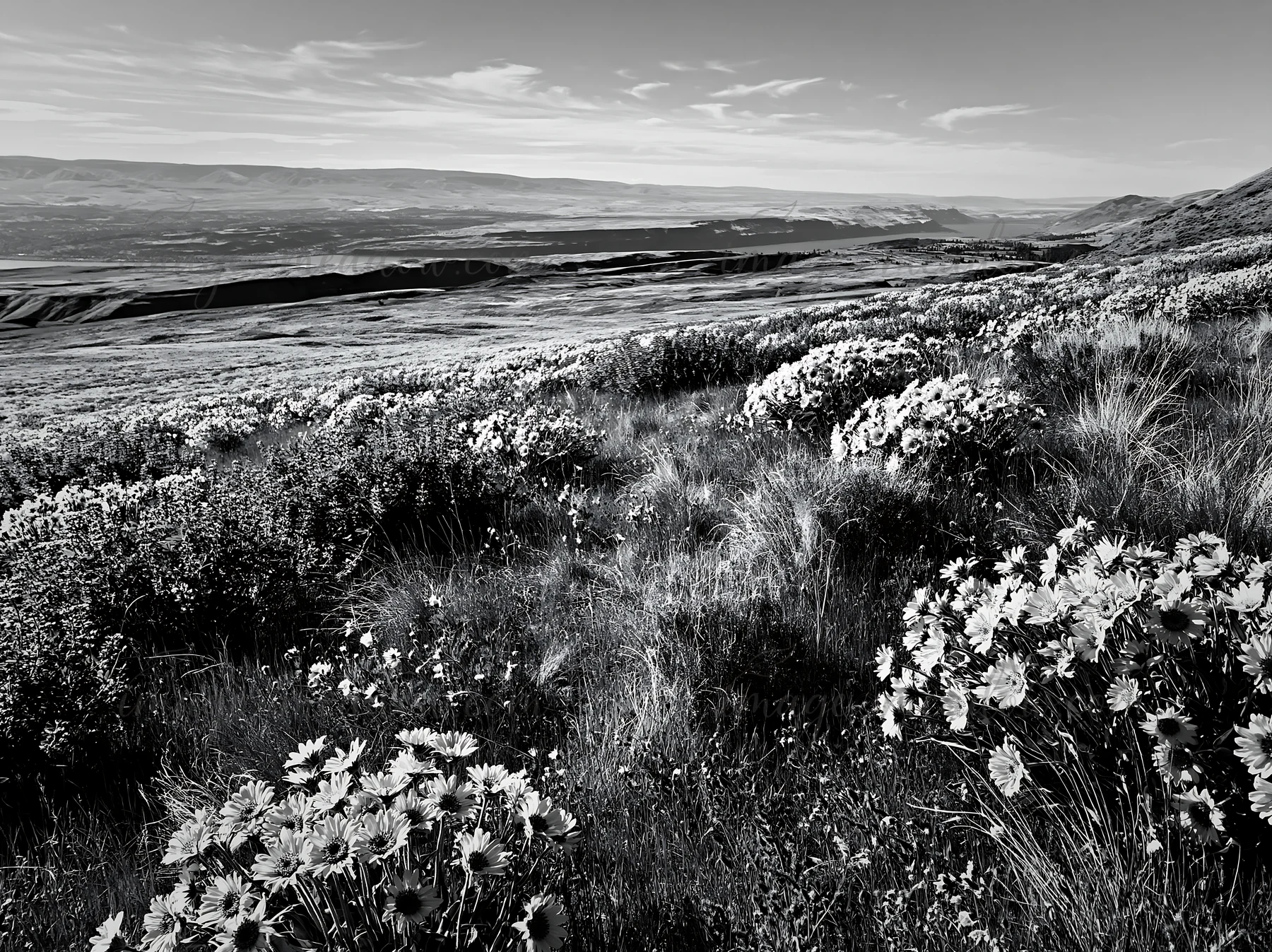 A sagebrush meadow filled with various flowers. The landscape stretches toward distant hills and mountains under a clear sky. The light creates distinct shadows