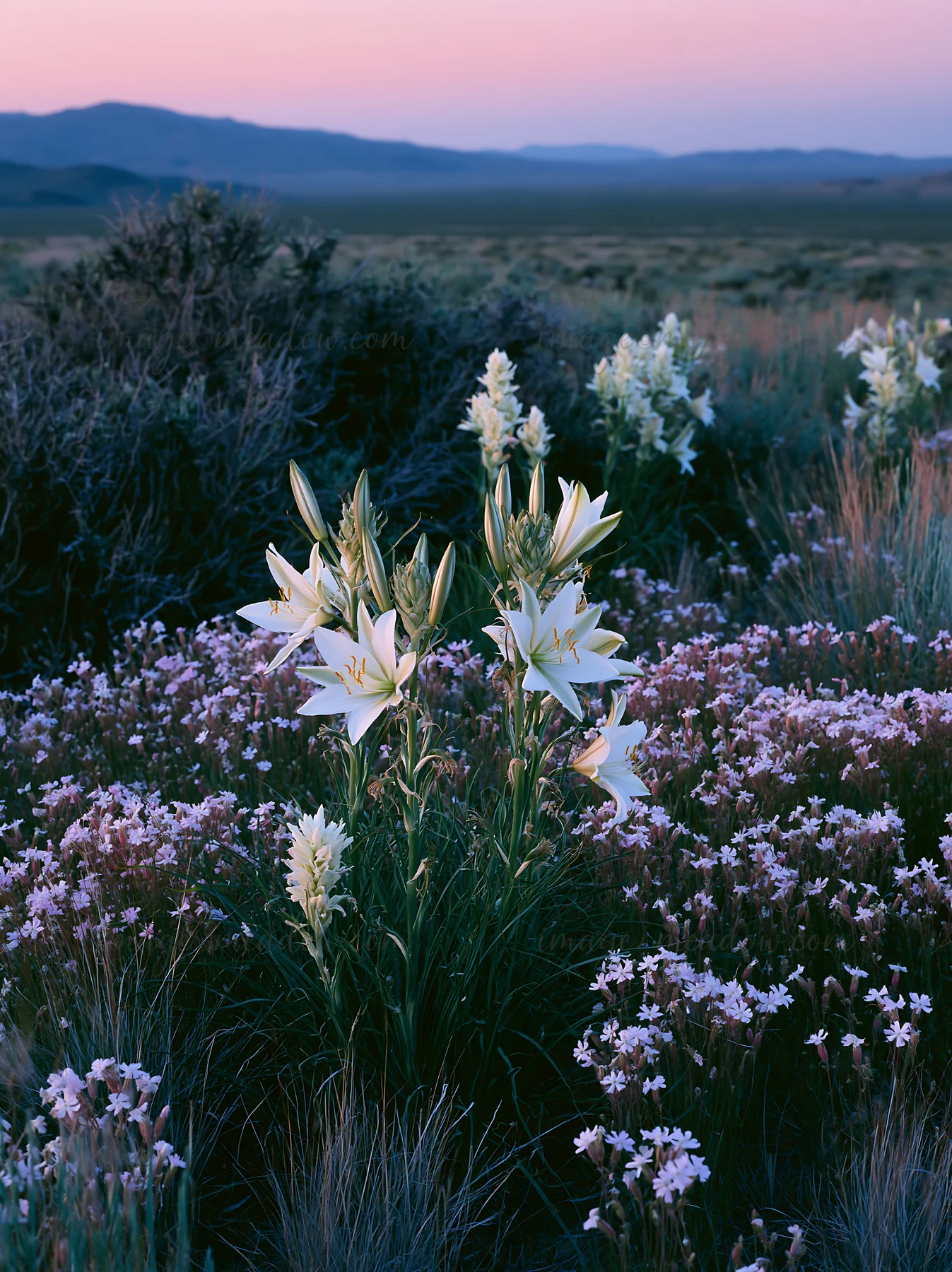 The scene shows a sagebrush meadow filled with blooming white and purple flowers during sunset. The mountains are visible in the distance, creating a natural la