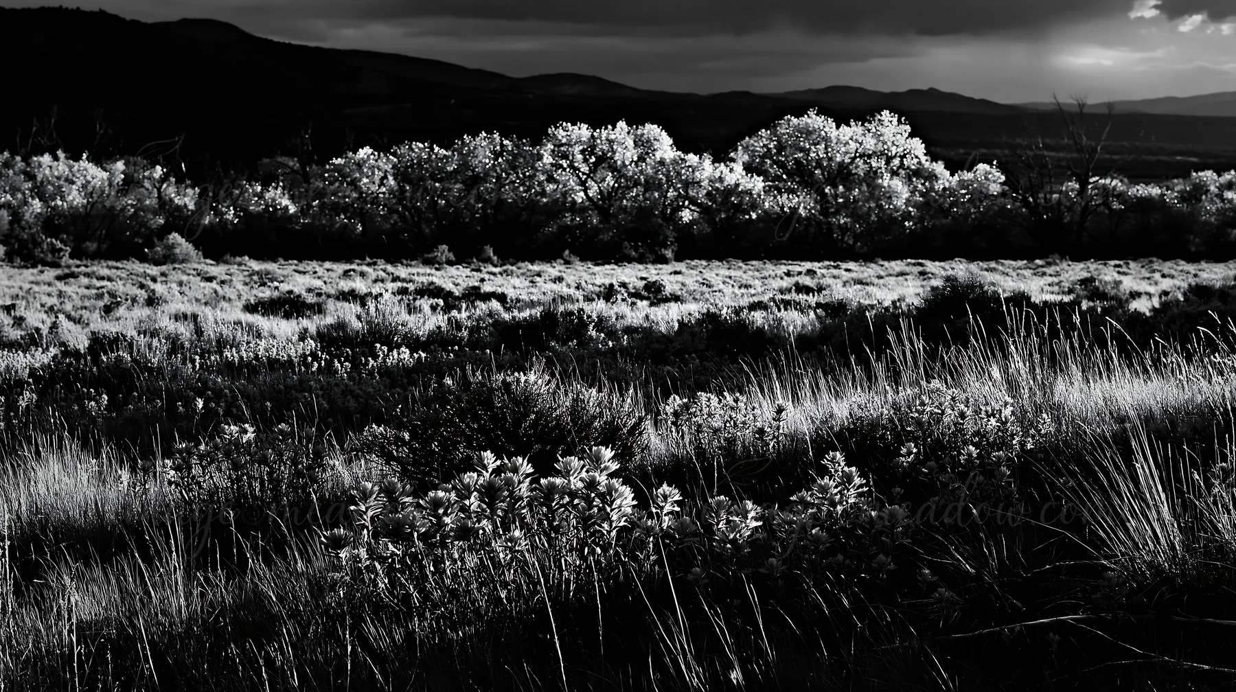 The scene shows a sagebrush meadow with scattered plants and shrubs under a cloudy sky at dusk. The light creates shadows across the landscape, enhancing the te