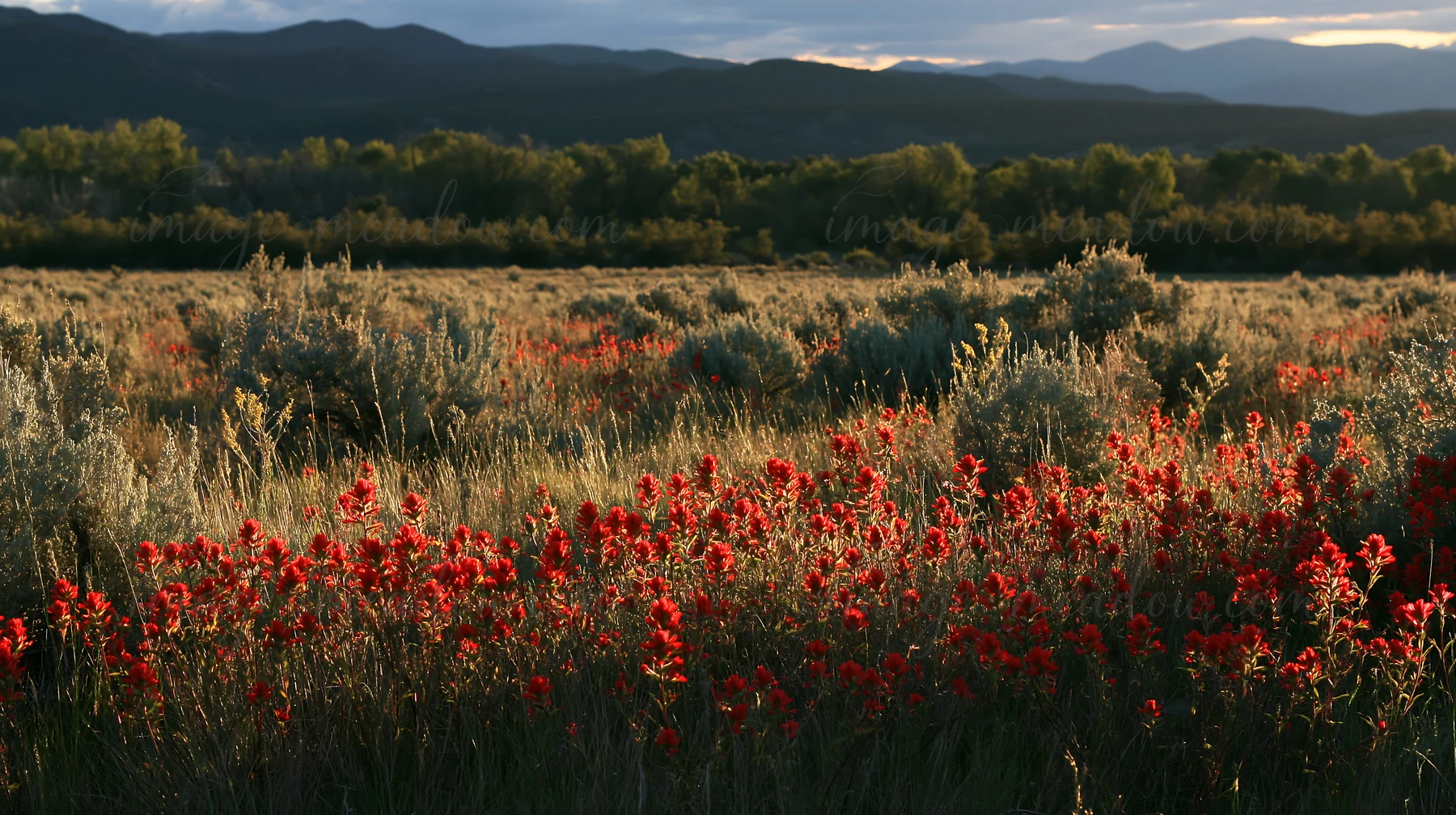 A view of a sagebrush meadow with bright red flowers under soft lighting. The landscape shows distant mountains and trees, creating a natural backdrop.