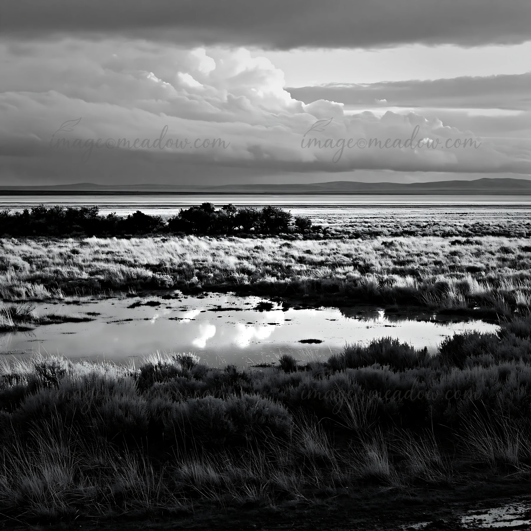 A sagebrush meadow located near a water body shows reflections of clouds and grass in black and white. The scene captures natural elements under an overcast sky