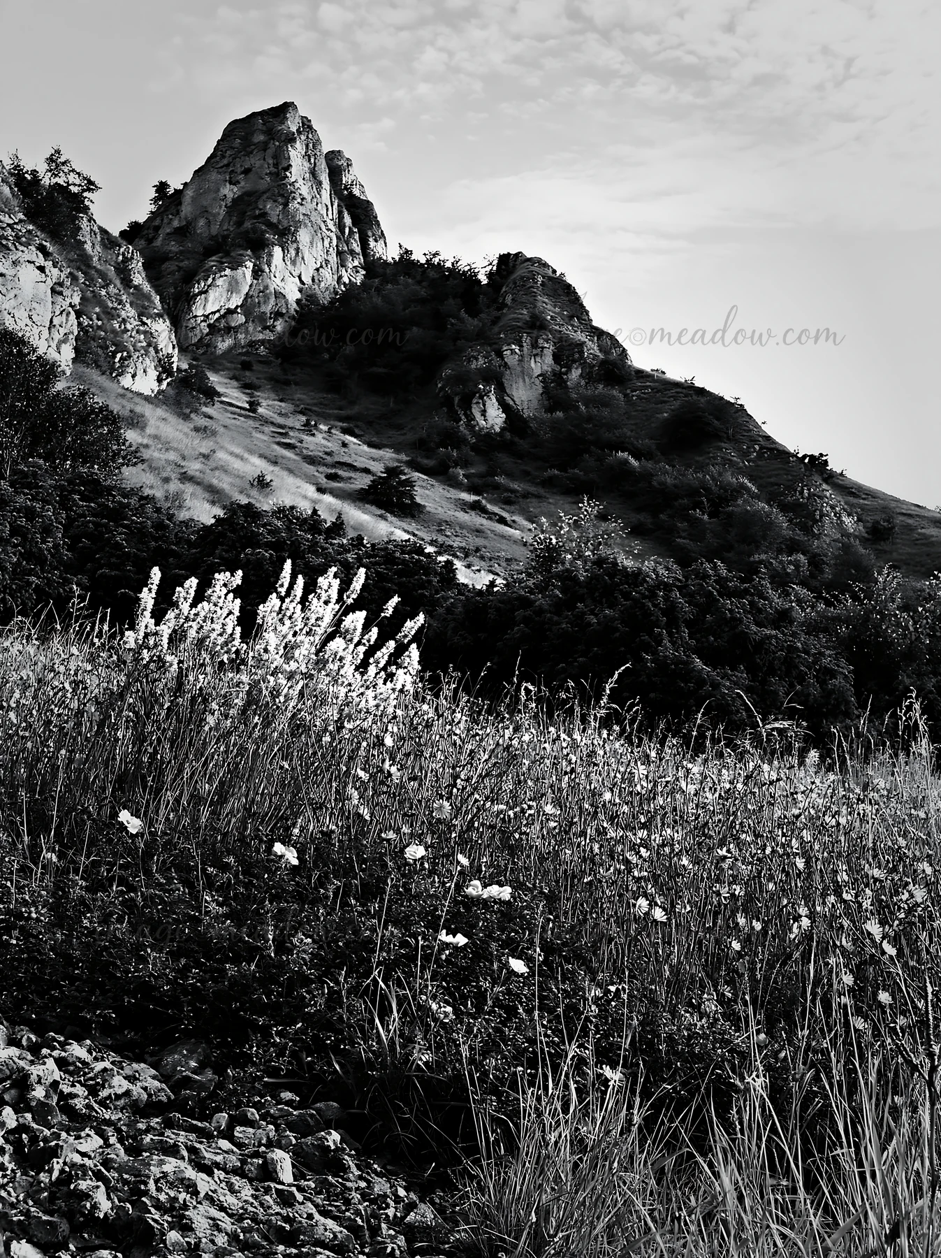 A meadow filled with sainfoin and chicory flowers grows at the base of a rocky hill. The landscape features green foliage and a clear sky, showcasing the natura
