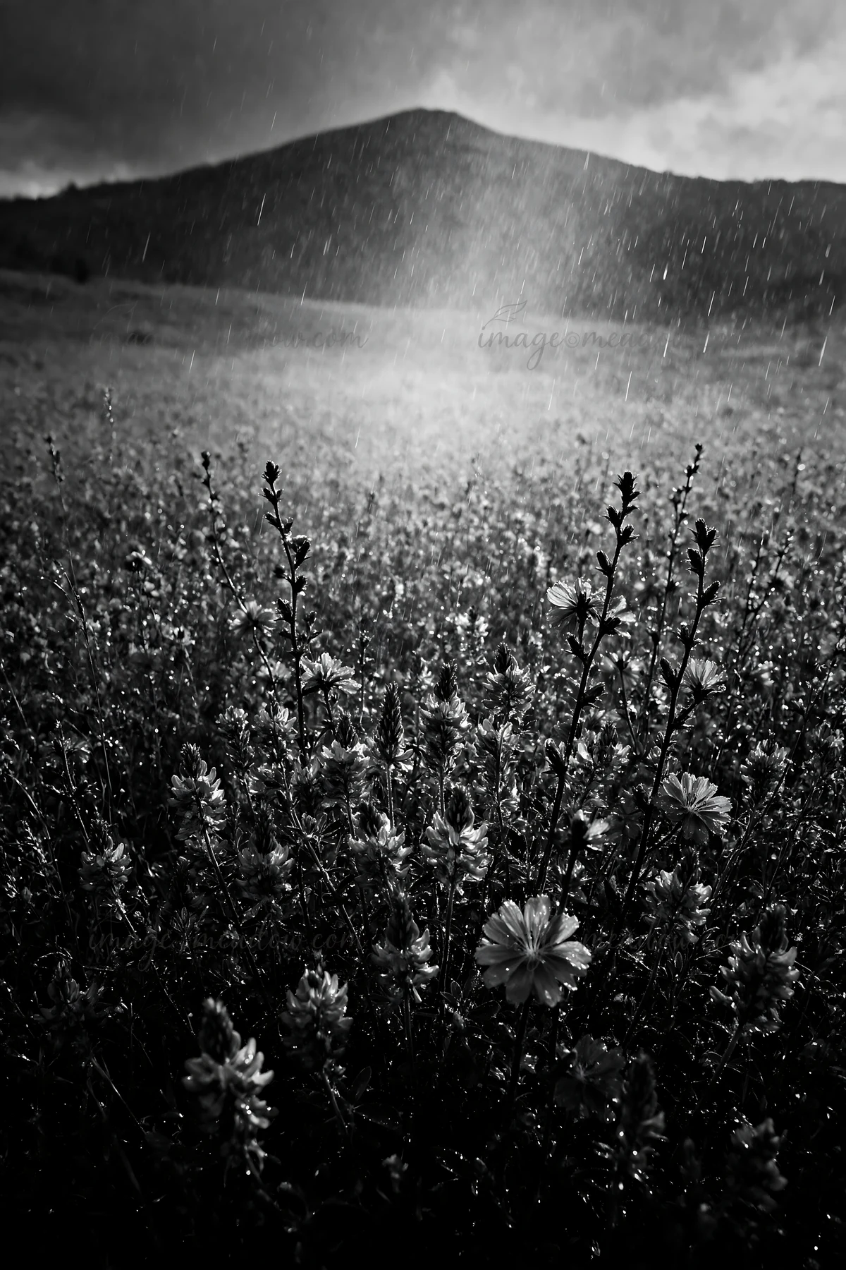 A field filled with sainfoin and chicory flowers shows vibrant colors. Raindrops fall while a distant mountain is seen under a cloudy sky, creating a natural se