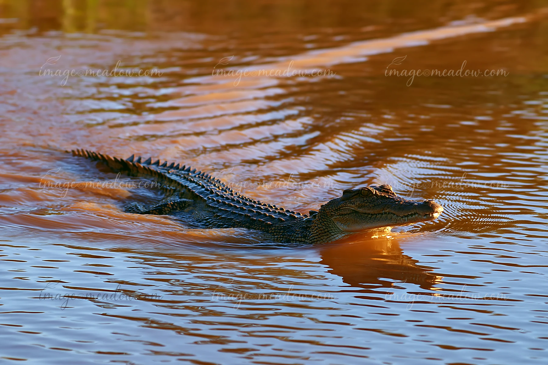 Saltwater crocodile swims through rippled wetland water, with its head and ridged back visible above the surface.